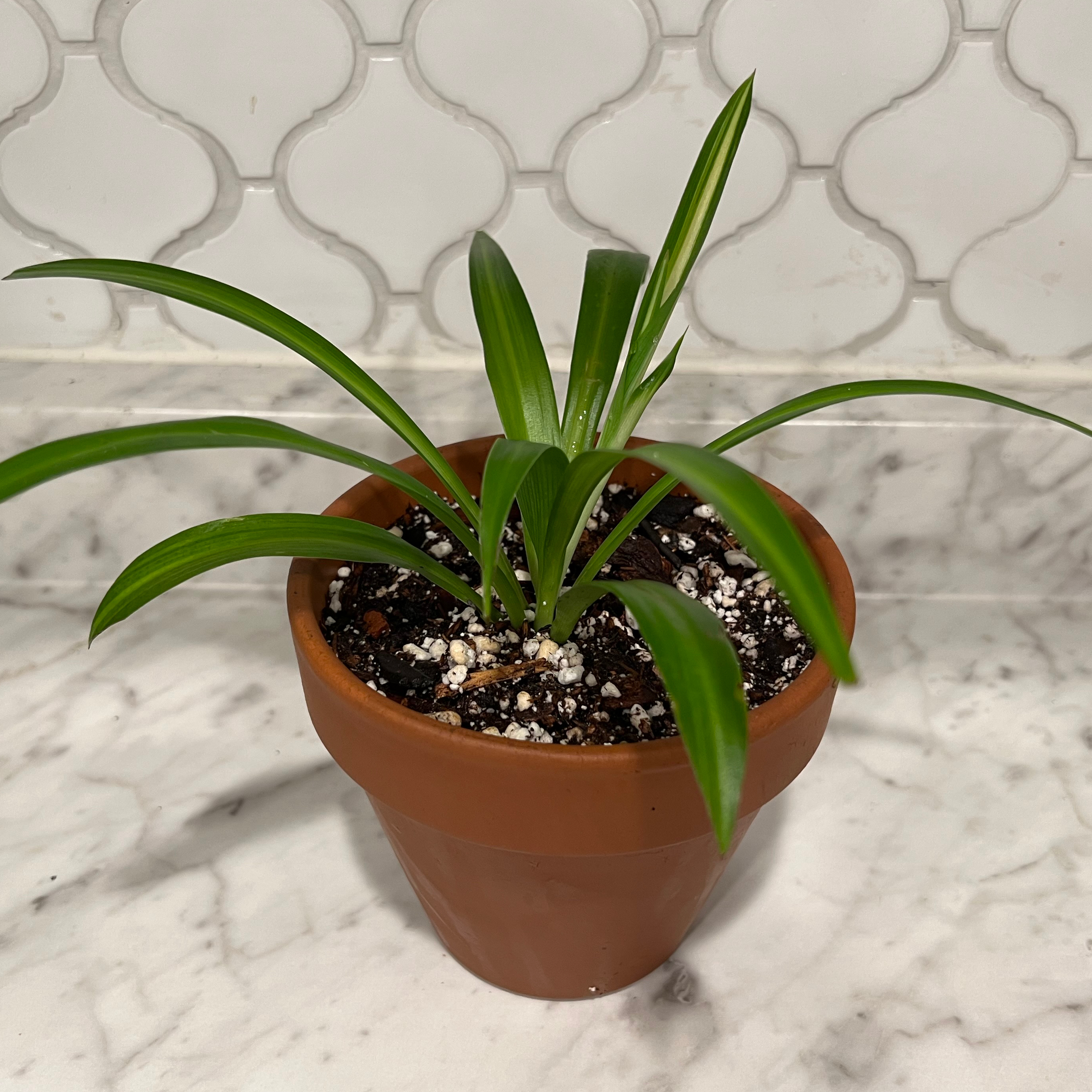 Potted Hawaiian Spider Plant with healthy green leaves and visible soil.
