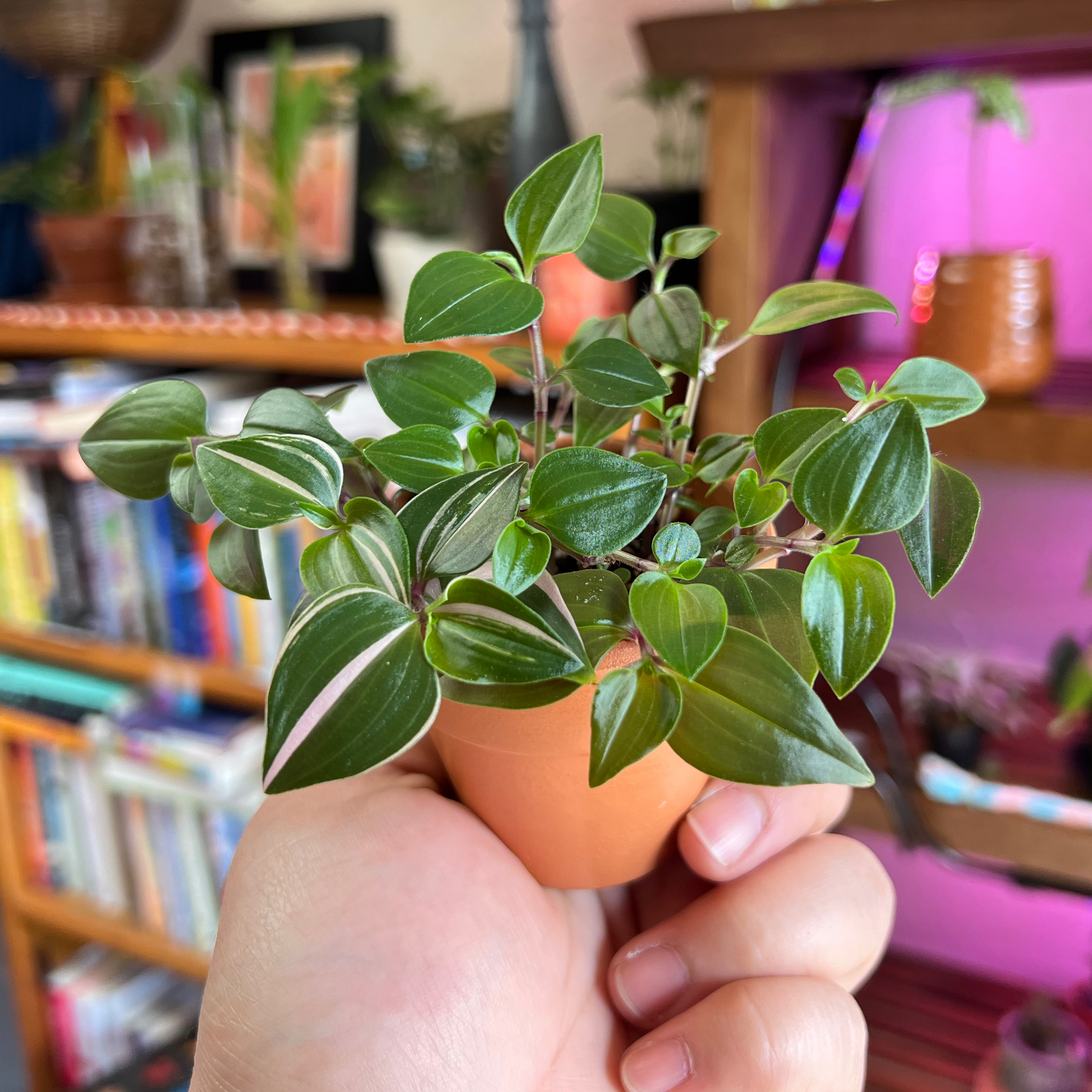 Tradescantia 'Green Hill' plant held in a hand, with vibrant green leaves and a household background.