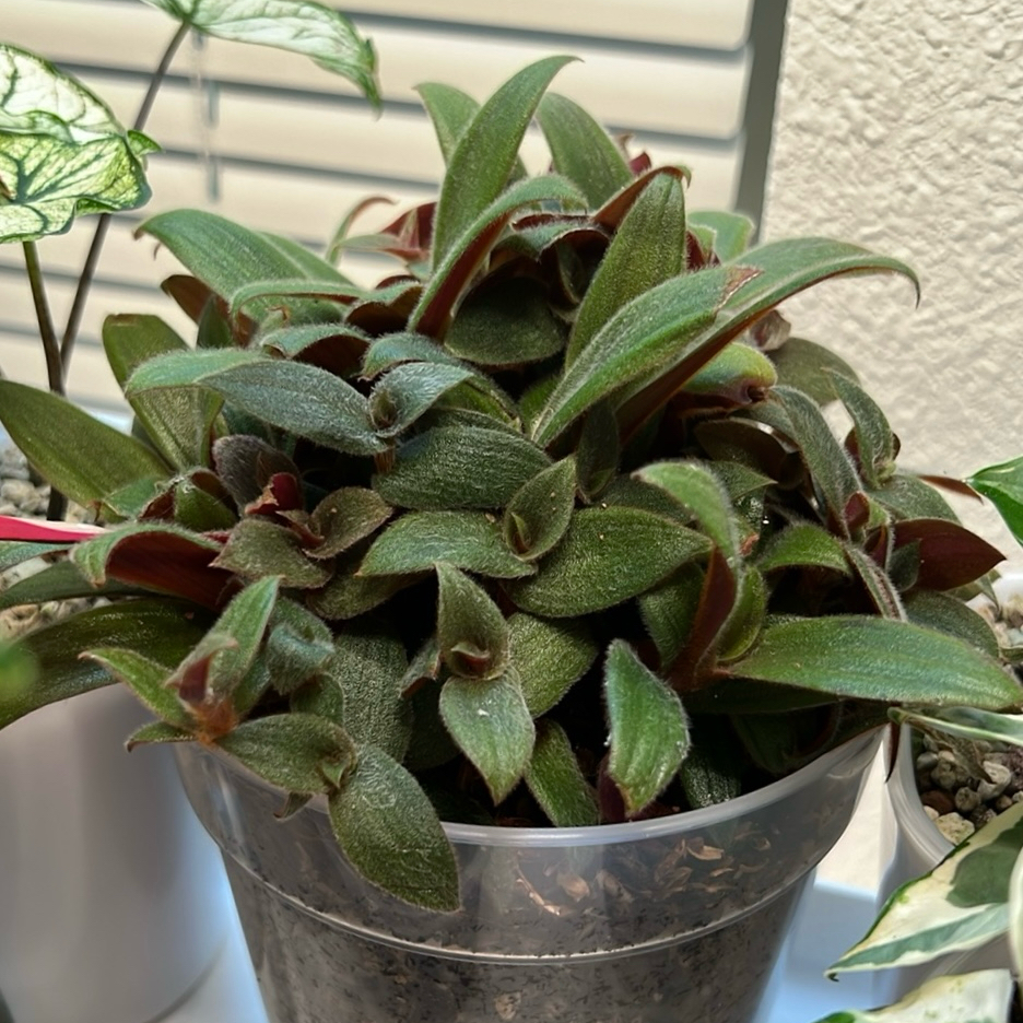 Healthy Teddy Bear Vine plant in a clear pot with visible soil.
