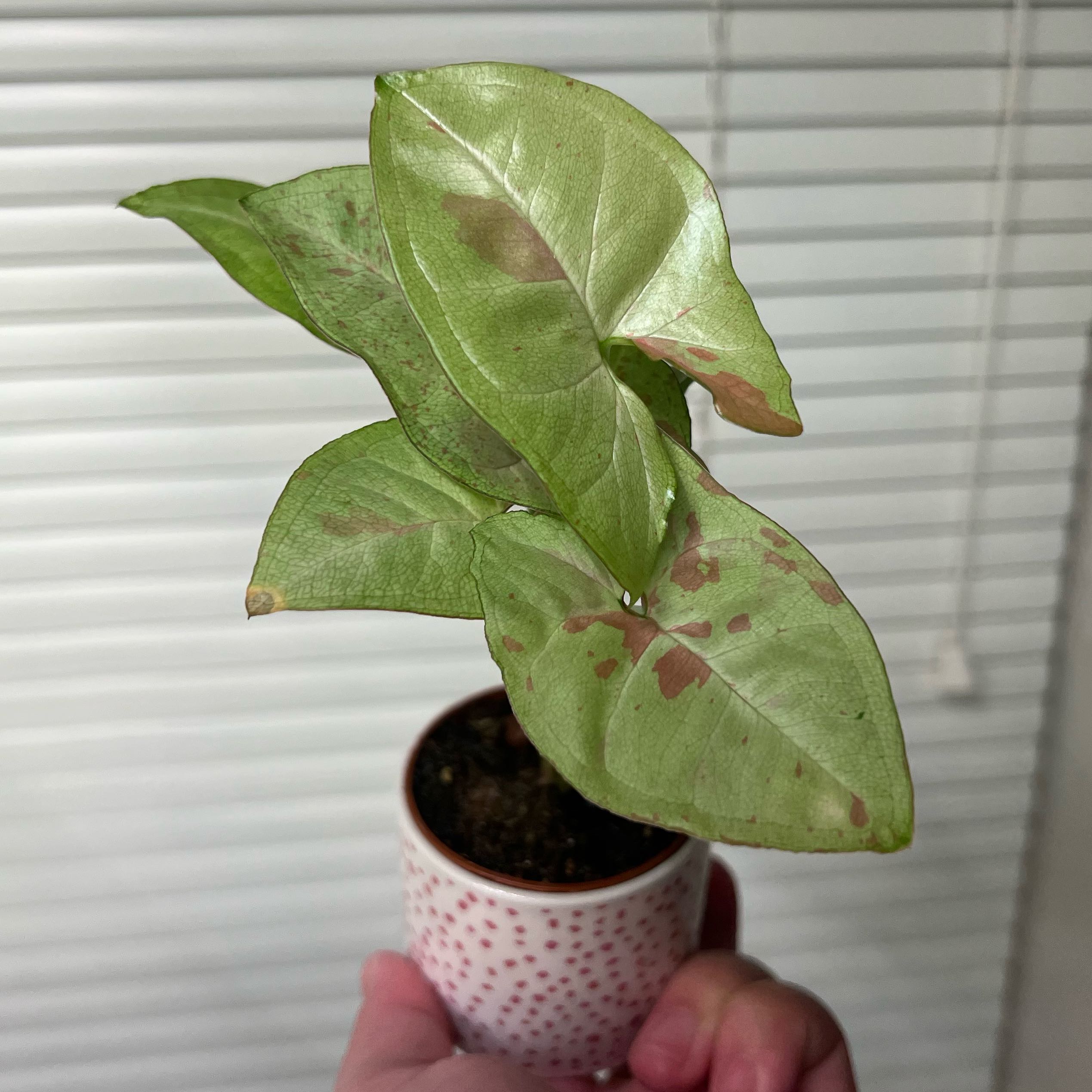 Syngonium 'Milk Confetti' plant with browning leaves held in a small pot.