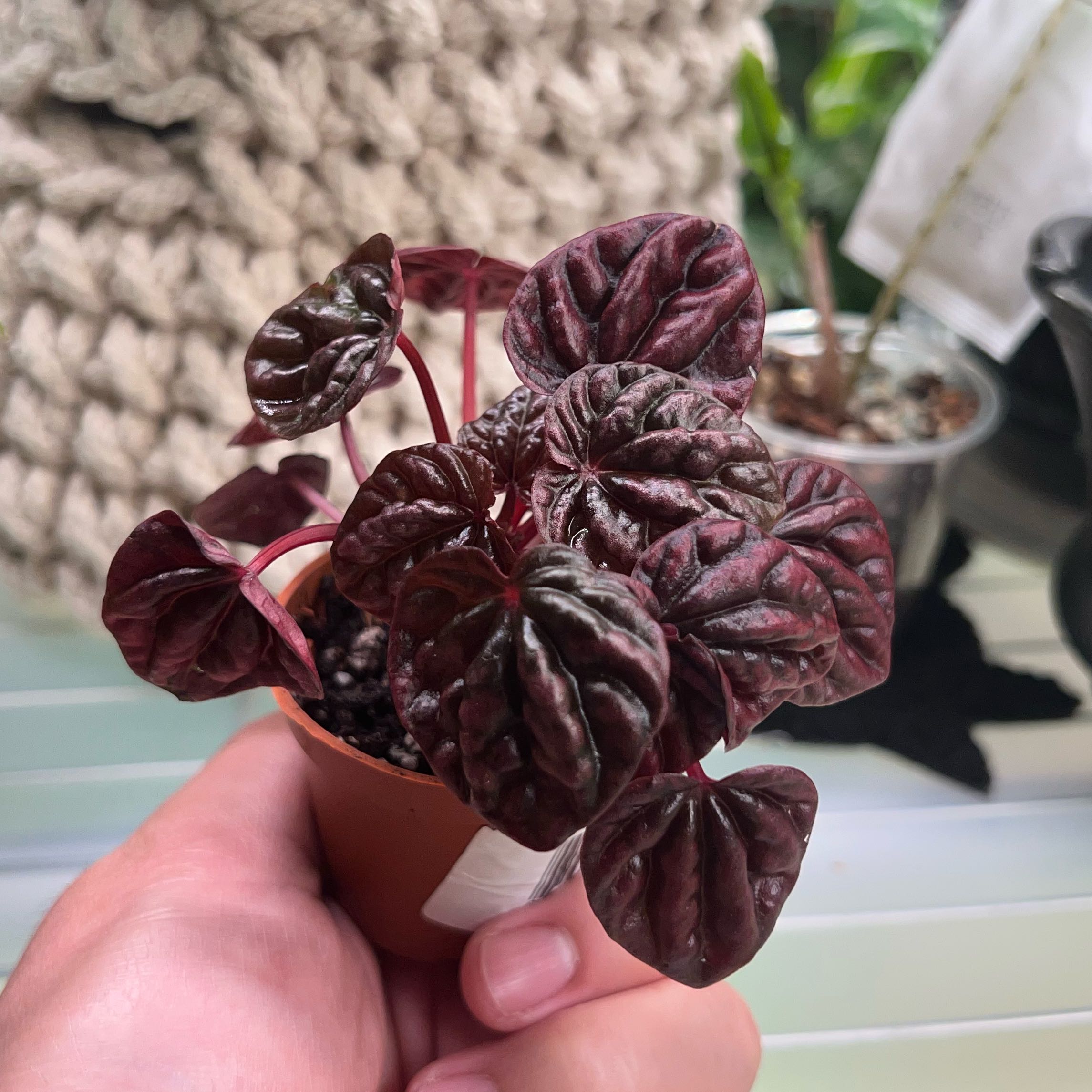 Schumi Red Peperomia plant in a small pot, held by a hand.