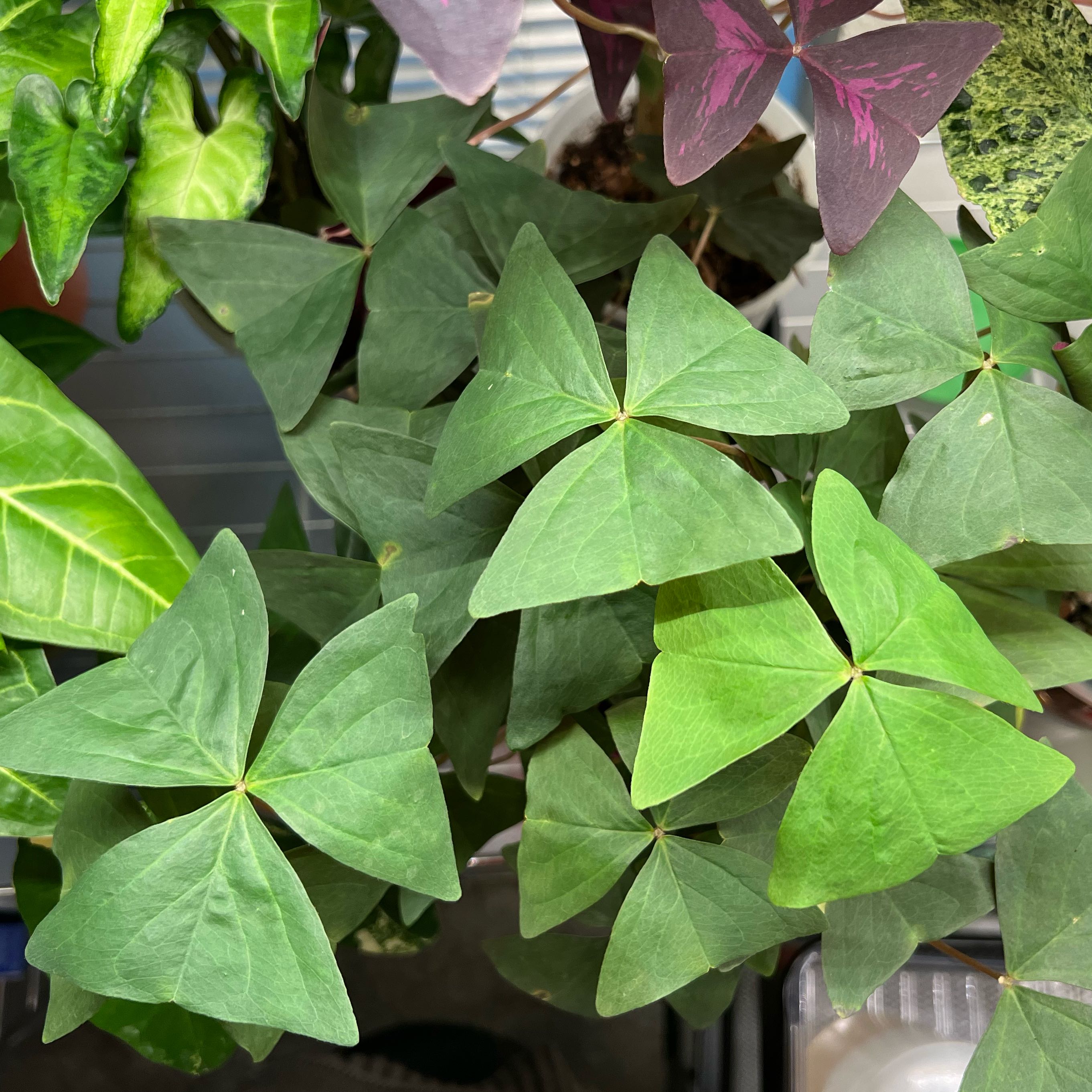 Broadleaf Woodsorrel plant with healthy, triangular leaves.