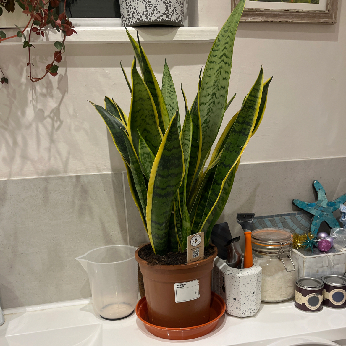 Sansevieria 'Lauren' plant in a pot on a countertop, healthy with vibrant green leaves and yellow edges.