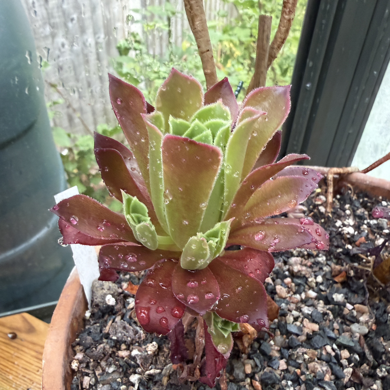 Photo of the plant species Phoenix Flame Aeonium by @ScubySarah named Kendall on Greg, the plant care app