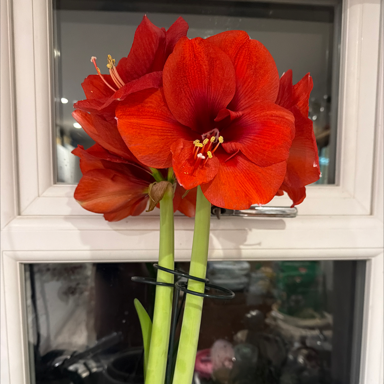 Photo of the plant species Amaryllis black Pearl by @ScubySarah named Muhammad Ali on Greg, the plant care app