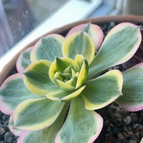 Photo of the plant species Aeonium 'Sunburst' by @ScubySarah named Ulysses S Plant on Greg, the plant care app