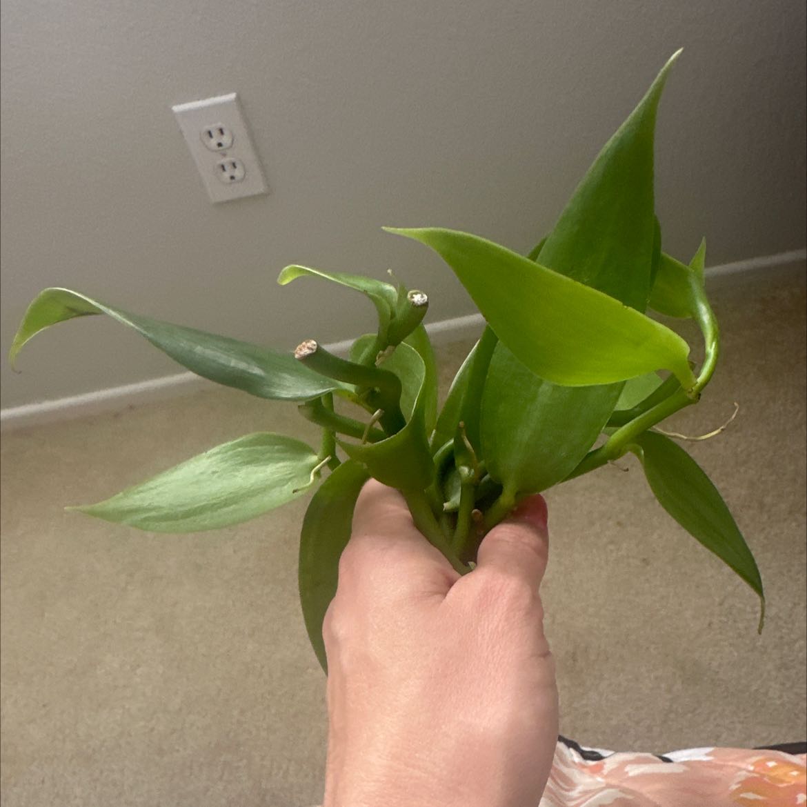 A healthy Flat Leafed Vanilla plant with broad green leaves being held by a hand.