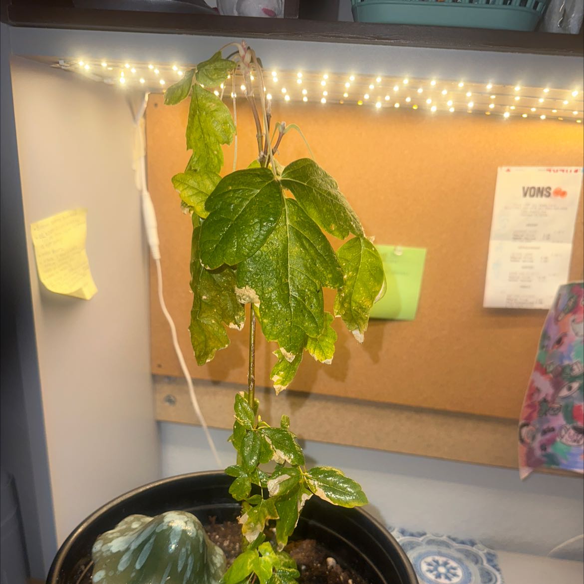 Photo of the plant species Maple leaf begonia by @SocialWorm named Your plant on Greg, the plant care app
