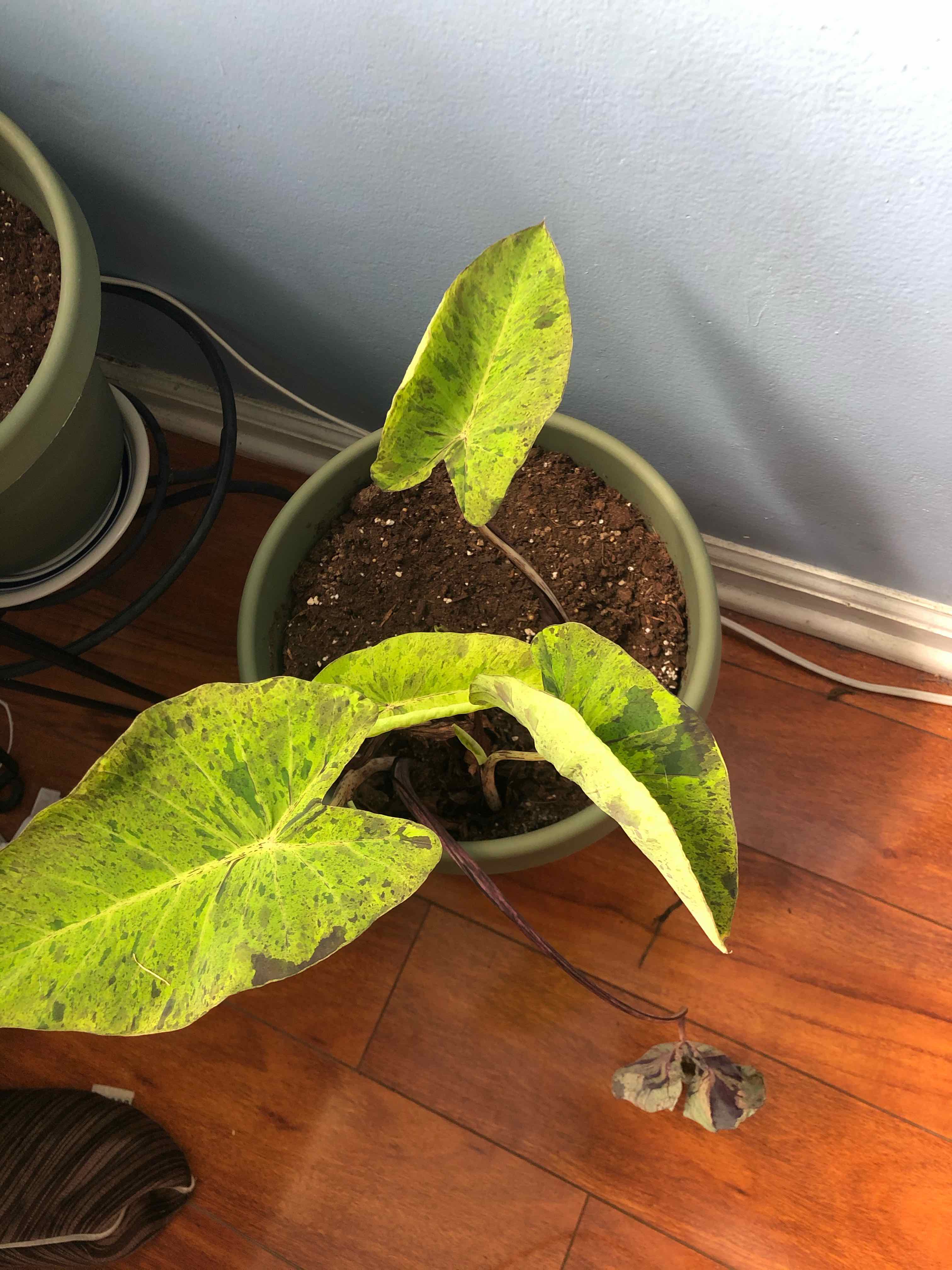 Potted Taro plant with yellowing and browning leaves, visible soil, well-framed.