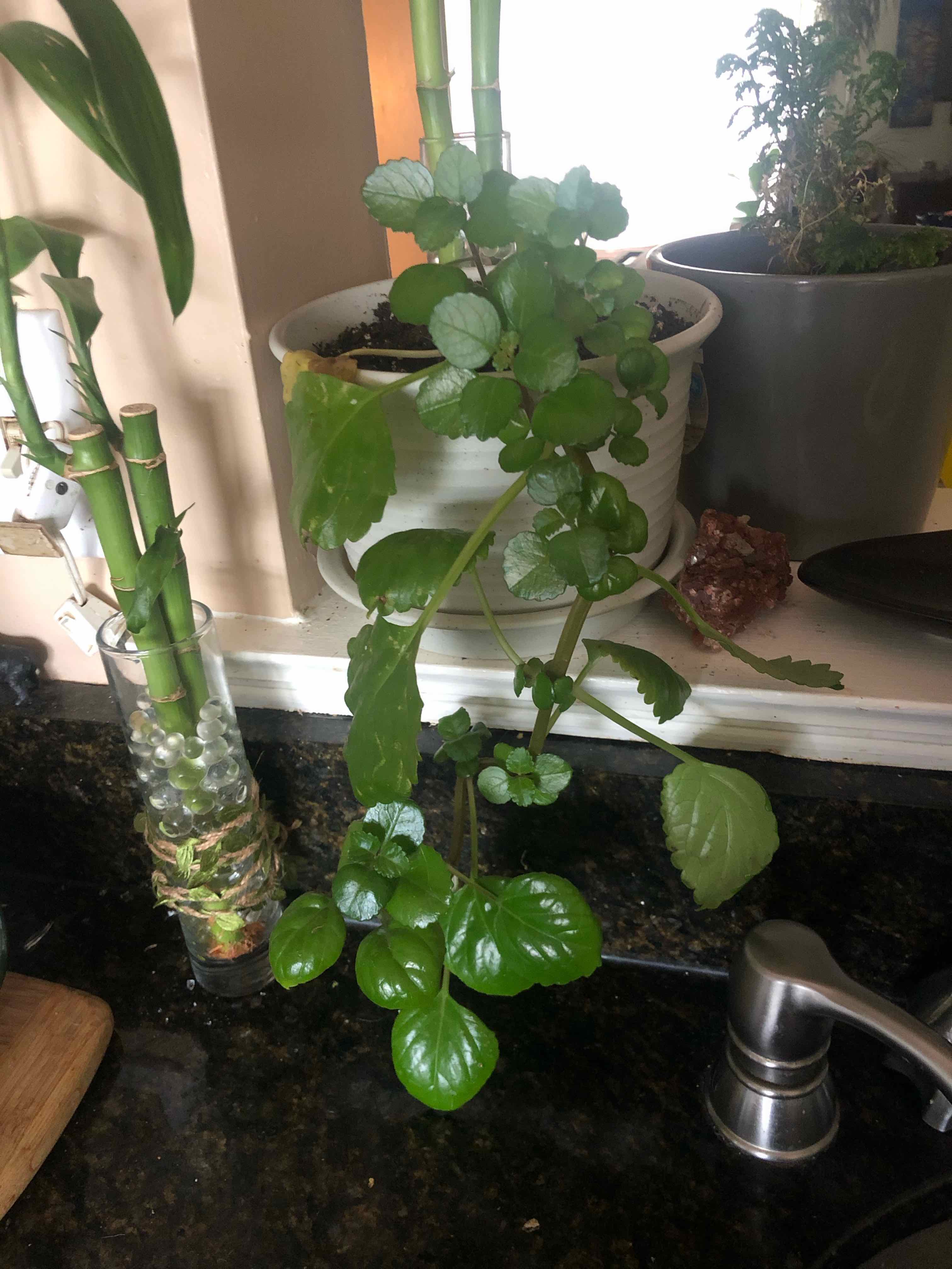 Swedish Ivy plant with vibrant green leaves in a pot, soil visible.