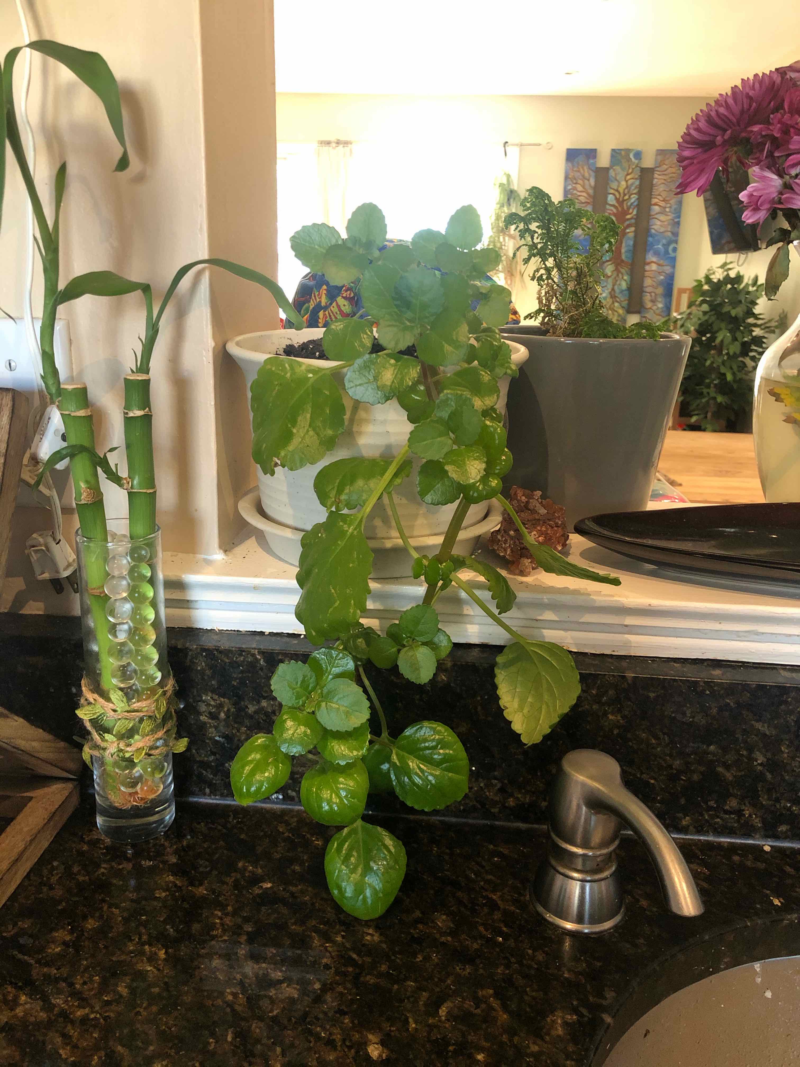 Swedish Ivy plant in a white pot on a kitchen counter, with vibrant green leaves.