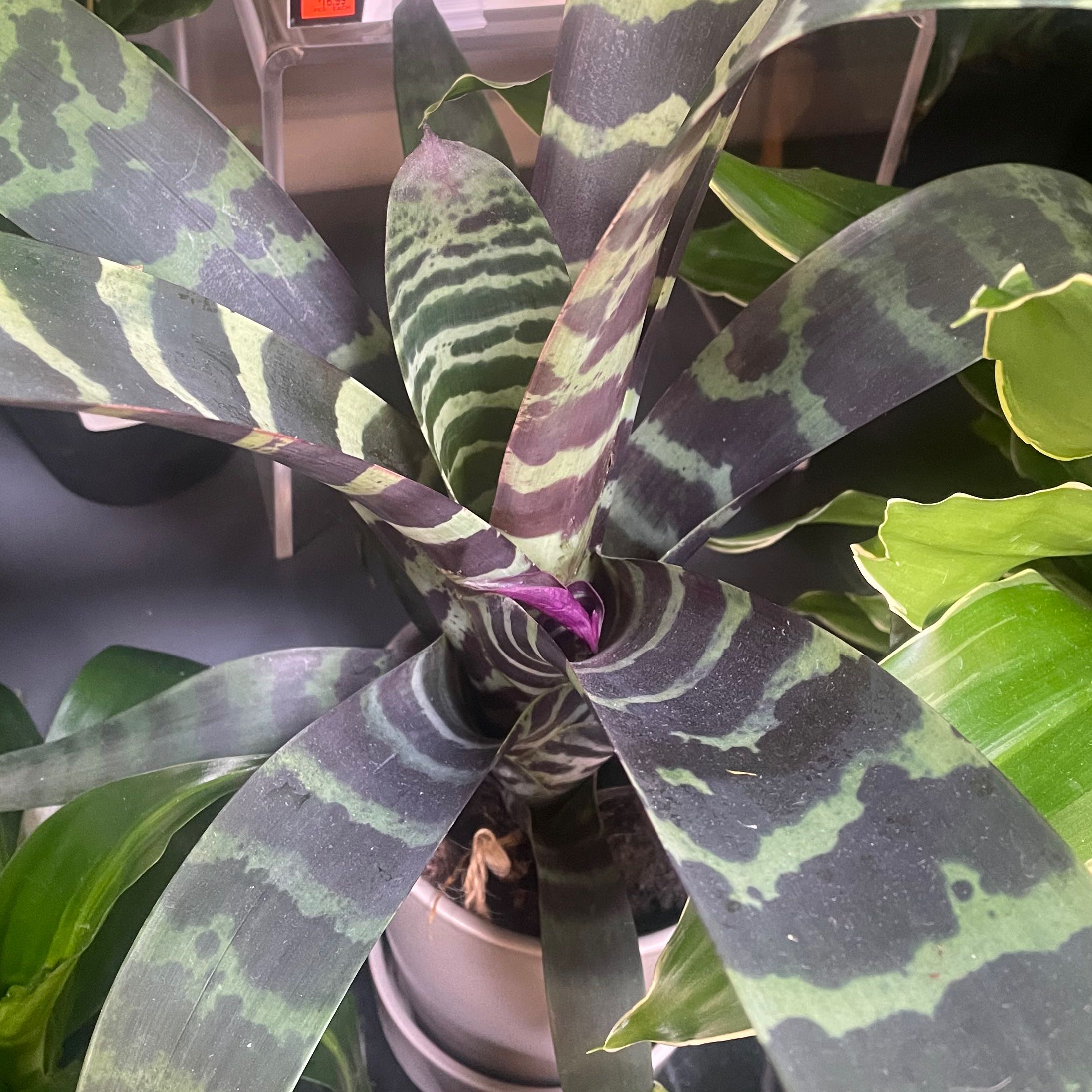 Flaming Sword Bromeliad with striped leaves in a pot, partially visible soil.