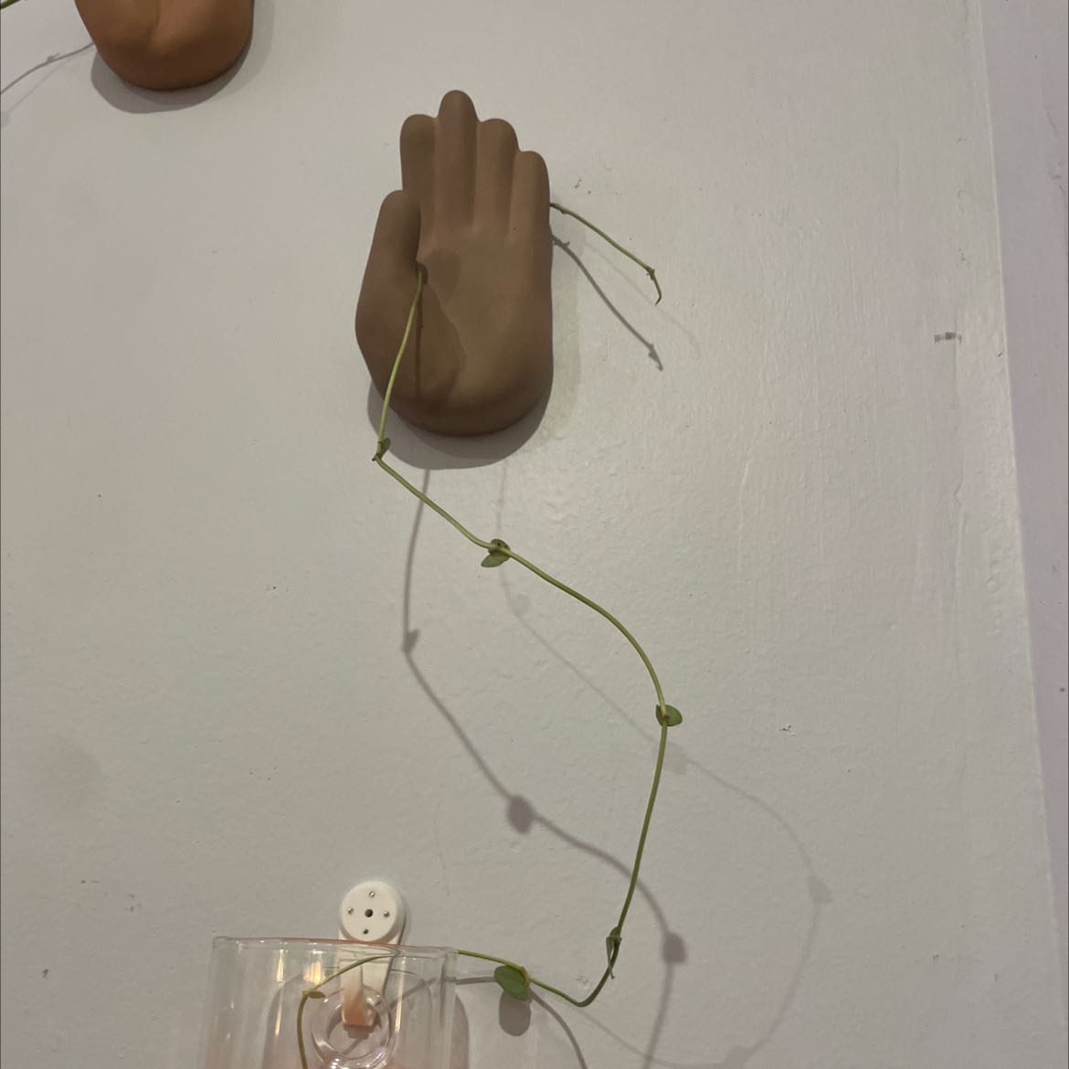 Creeping Cucumber plant with a long vine and small leaves attached to a wall with decorative hands.