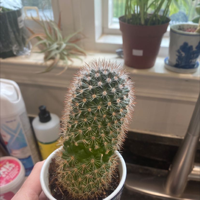 Texas Rainbow Cactus in a small pot, held by a hand, with visible soil.