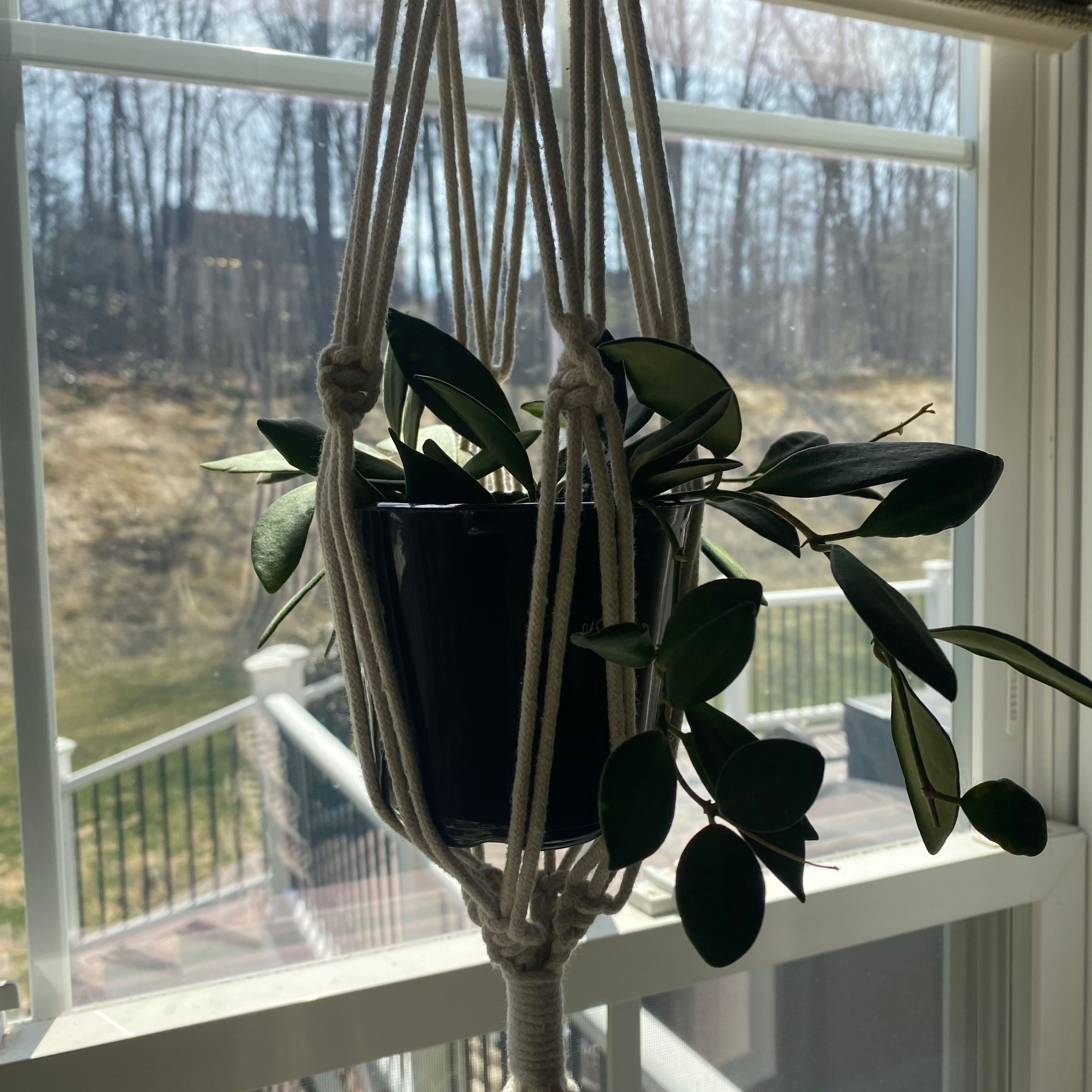 Hoya 'Burtoniae' plant in a hanging pot near a window with dark green leaves.