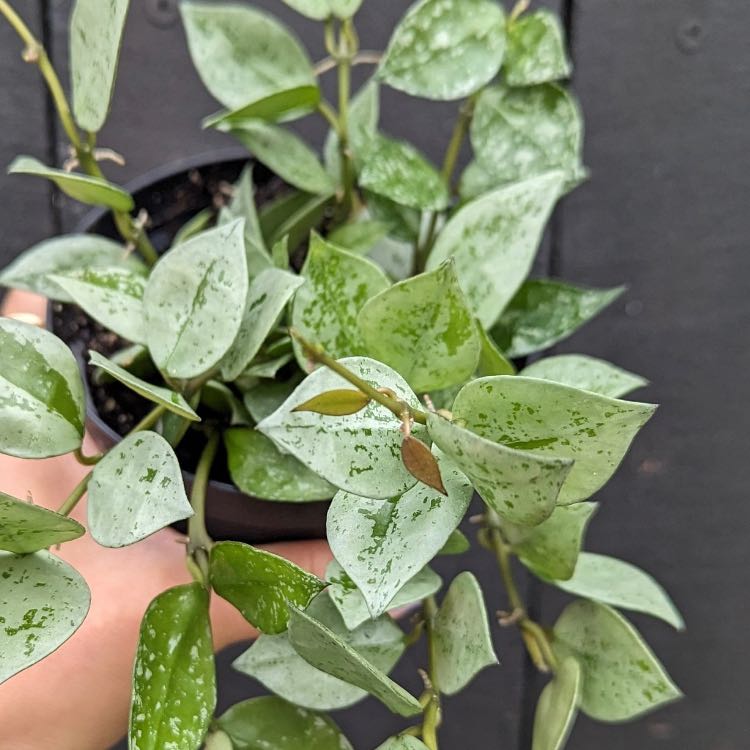 Hoya khroniana Silver Splash plant with variegated leaves, healthy appearance.