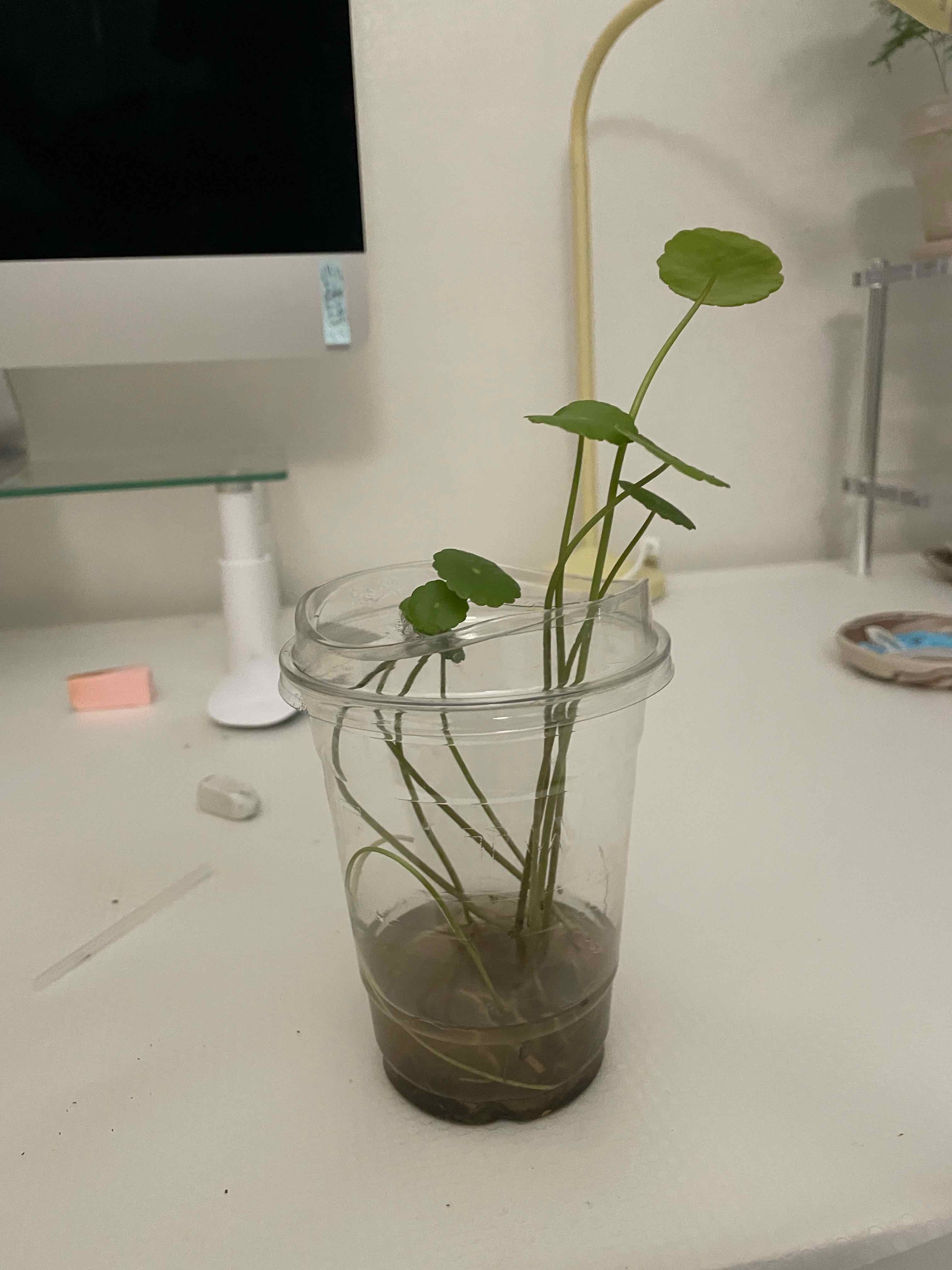 Manyflower Marshpennywort plant in a clear plastic cup with water on a desk.
