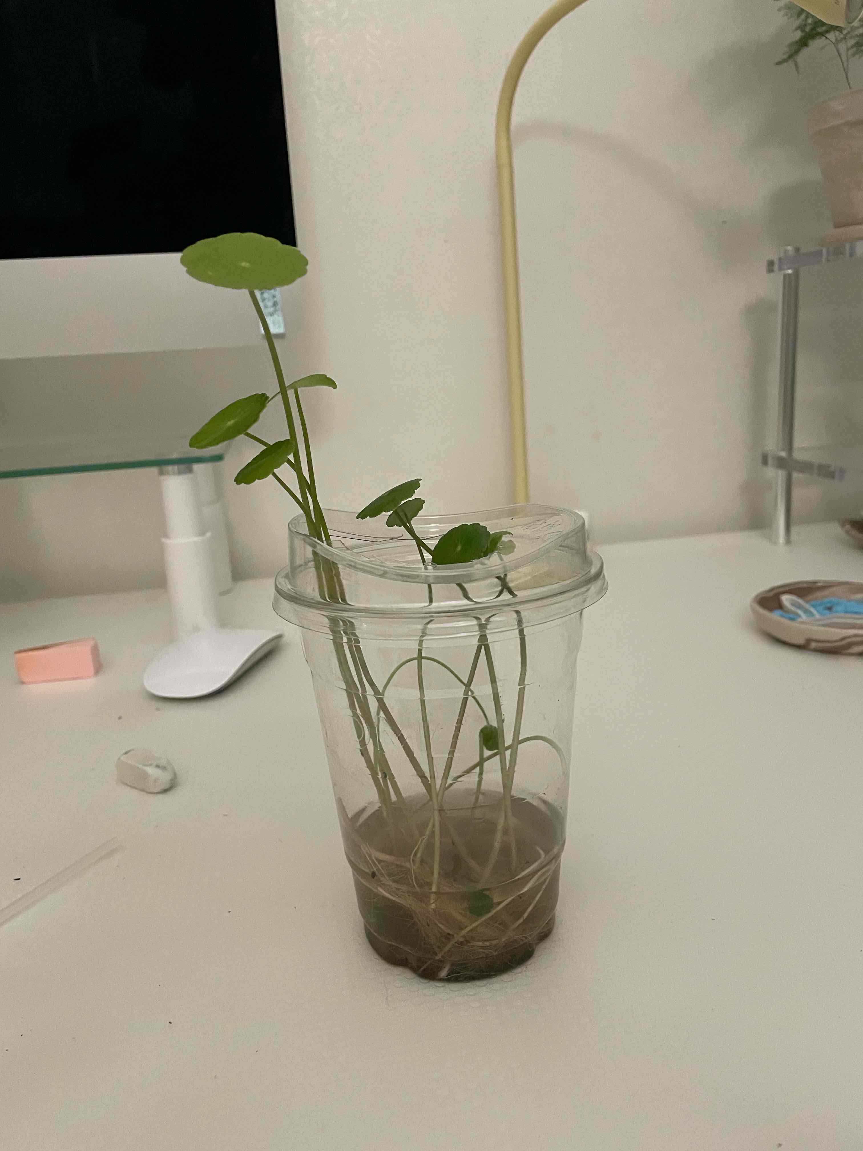 Manyflower Marshpennywort plant in a clear plastic cup with water and soil, indoors.