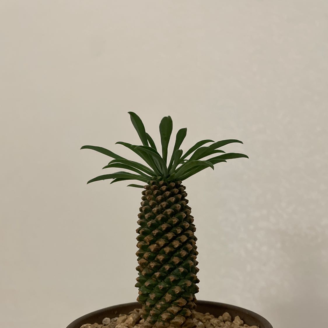Photo of the plant species Goemaok by @HanEden named Bushy on Greg, the plant care app