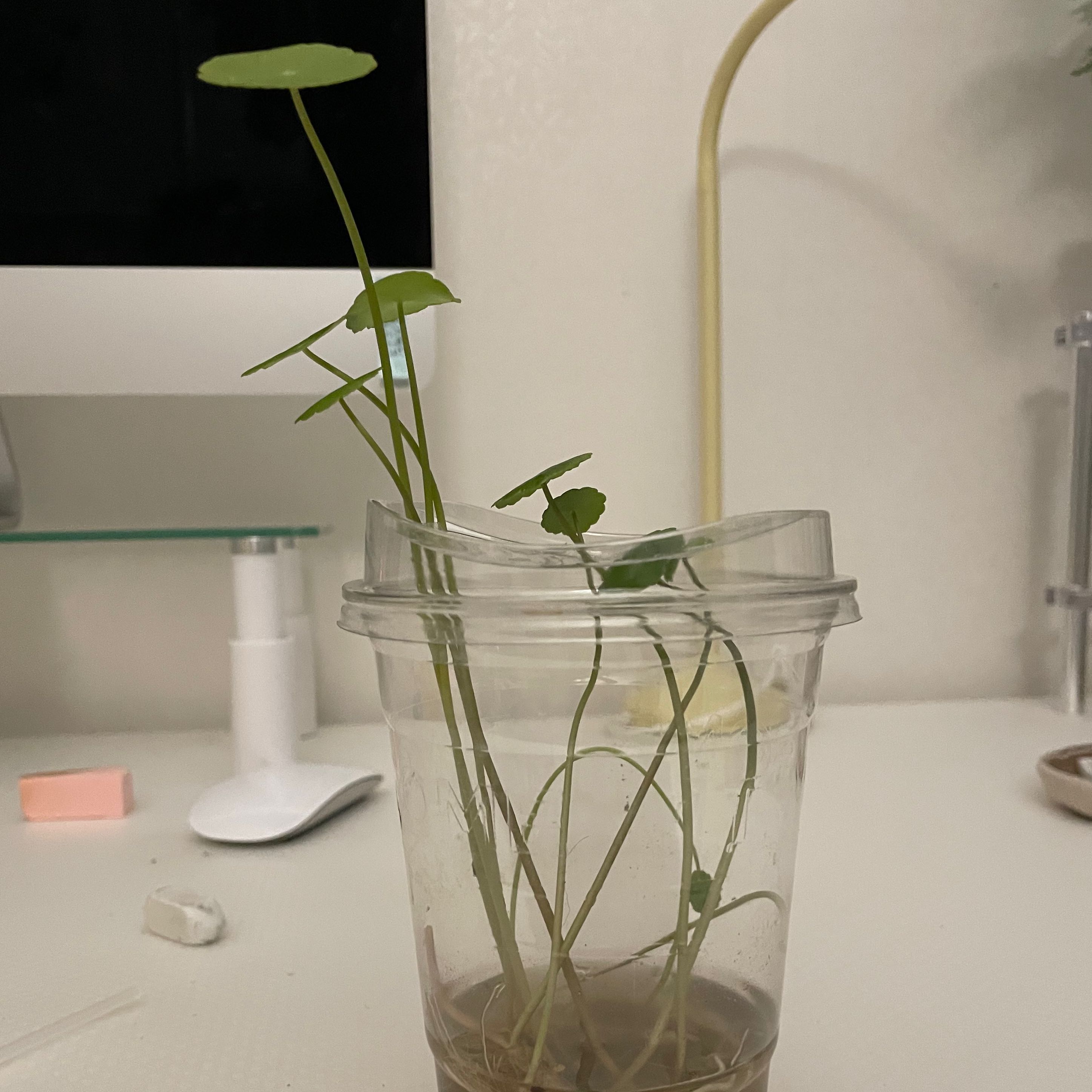 Manyflower Marshpennywort plant in a clear plastic cup with water, placed on a desk.