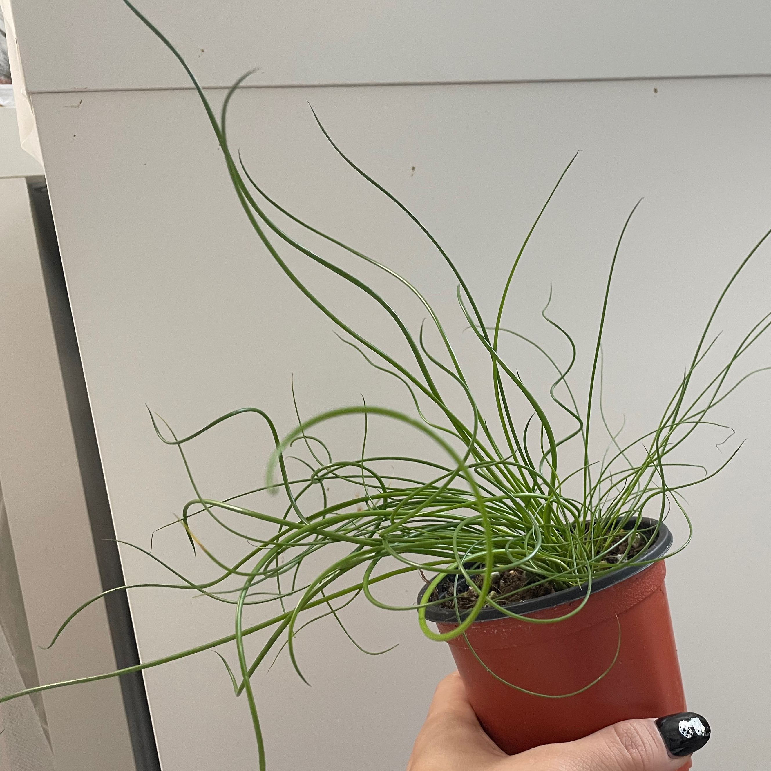 Corkscrew rush plant in a small pot held by a hand, showing healthy twisted green stems.