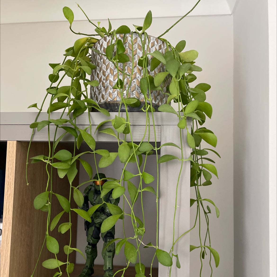 Dischidia imbricata plant with trailing vines in a decorative pot on a shelf.