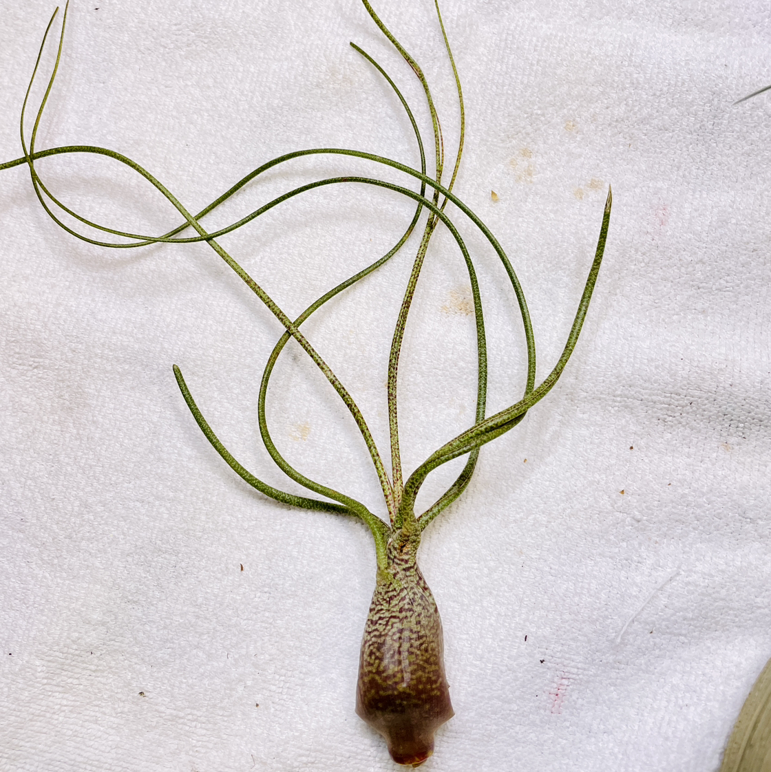 Tillandsia butzii plant on a white background, appearing healthy.