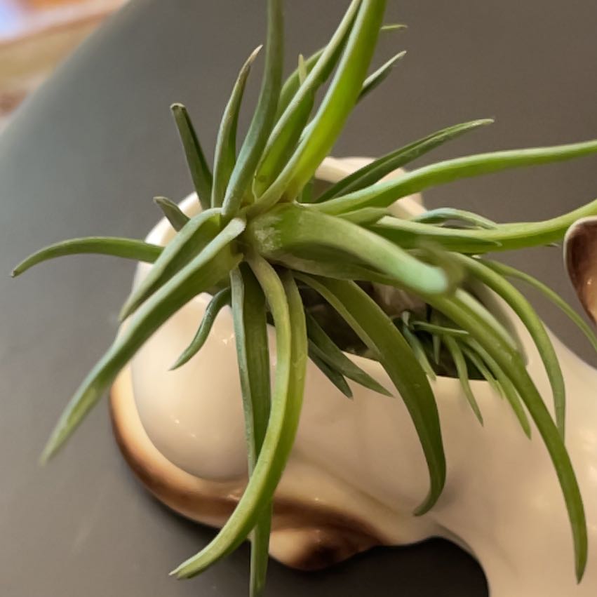 Tillandsia Erubescens plant with green leaves on a decorative object.