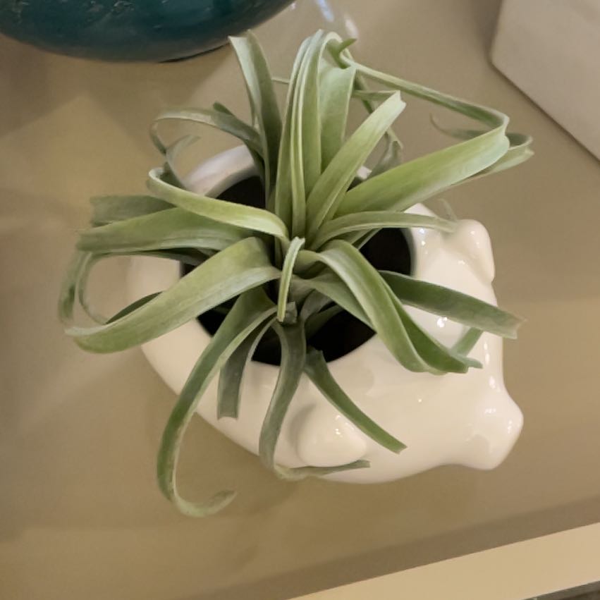 Tillandsia velutina plant in a decorative white pot, healthy green leaves.