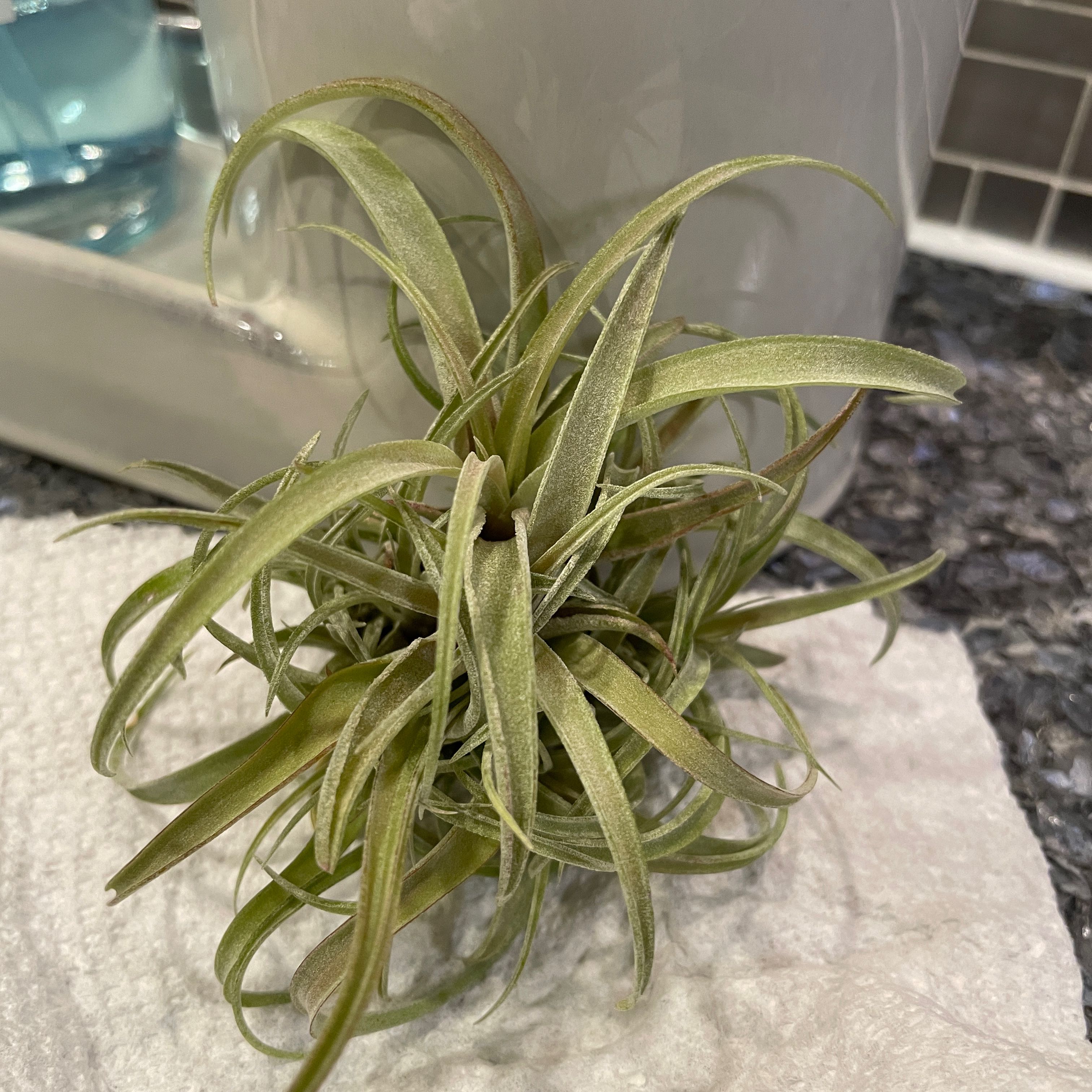 Brachycaulos Green Air Plant on a paper towel with a white container in the background.