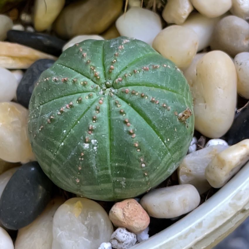 🏀 What To Do About Bugs on My Baseball Plant?