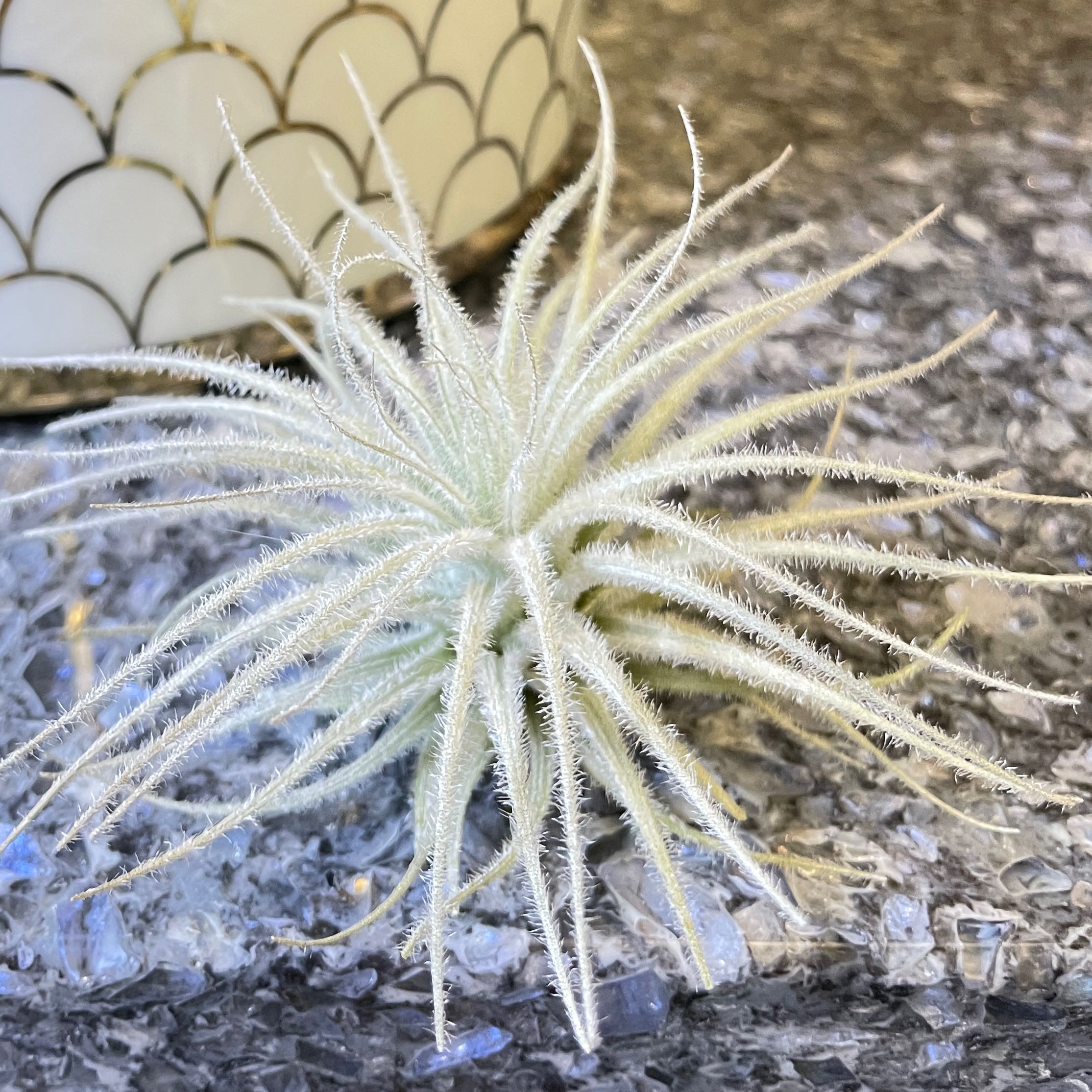 Fuzzy Snowball plant with thin, white, hair-like structures on a textured surface.