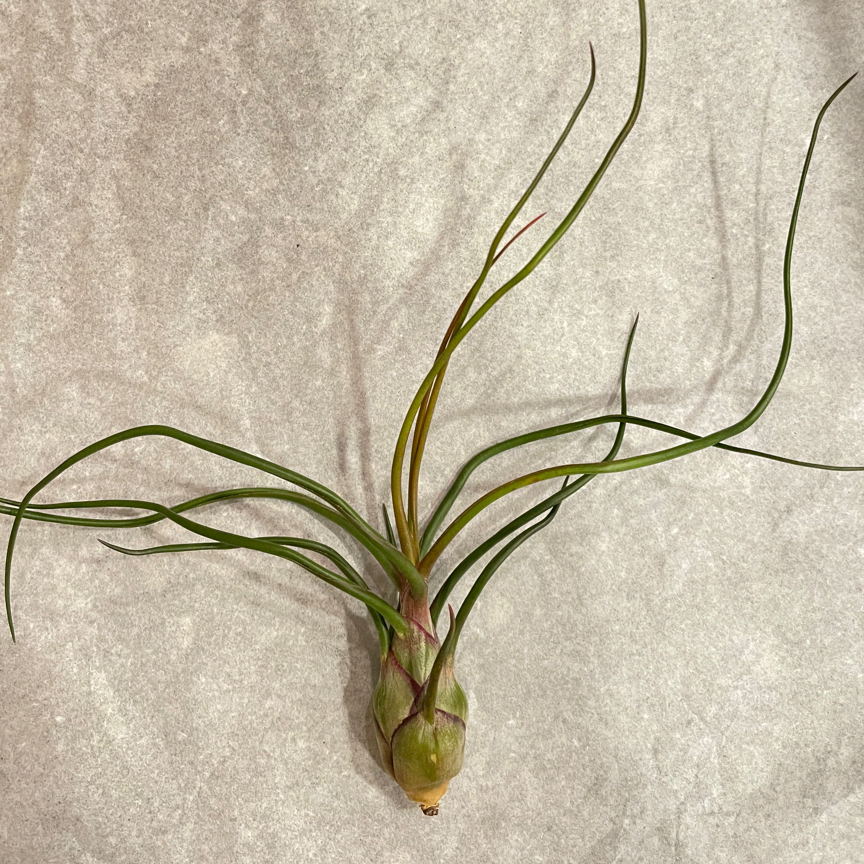 Tillandsia butzii plant with long, slender leaves extending from a bulbous base.
