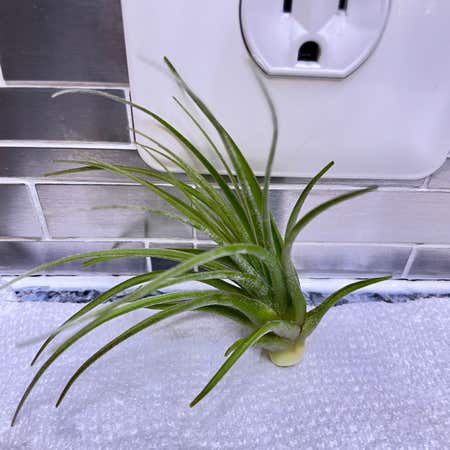 Photo of the plant species Tillandsia ionantha 'Scaposa' by @RichJellycup named Scaposa on Greg, the plant care app