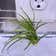 Calculate water needs of Tillandsia ionantha 'Scaposa'