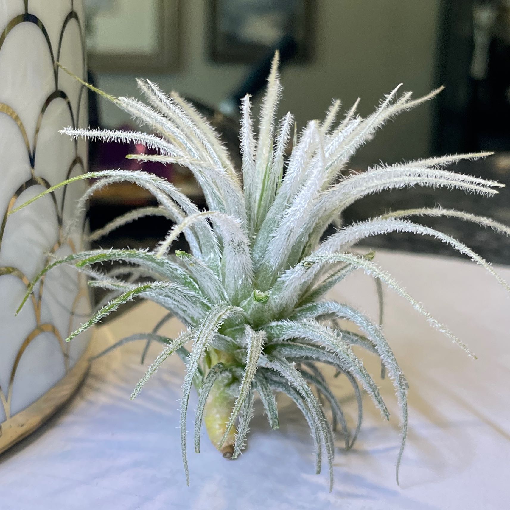 A healthy Fuzzy Snowball plant with white, hair-like structures on its leaves.