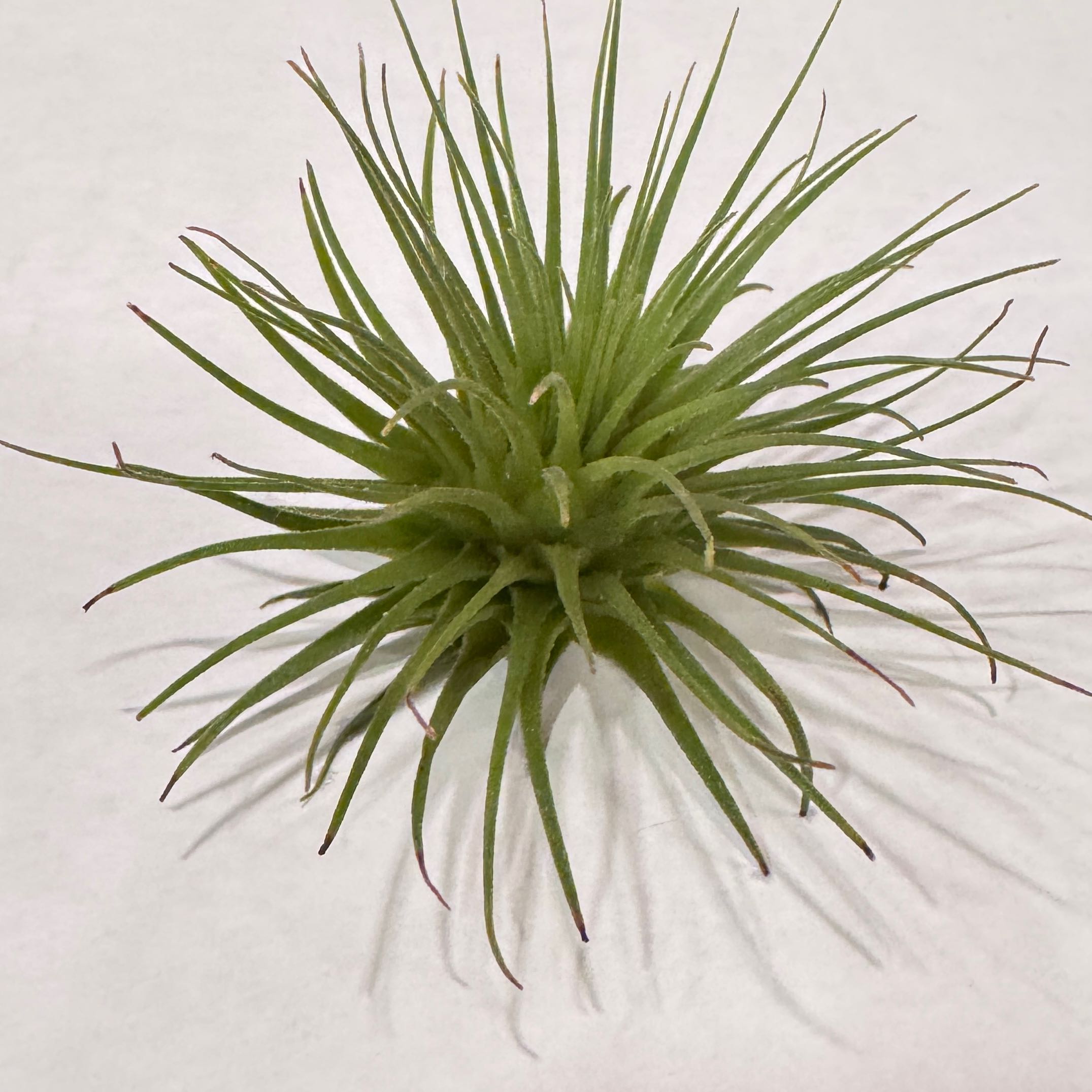 Photo of the plant species Tillandsia Fuchsii v. Gracilis by @RichJellycup named Fuchsii on Greg, the plant care app