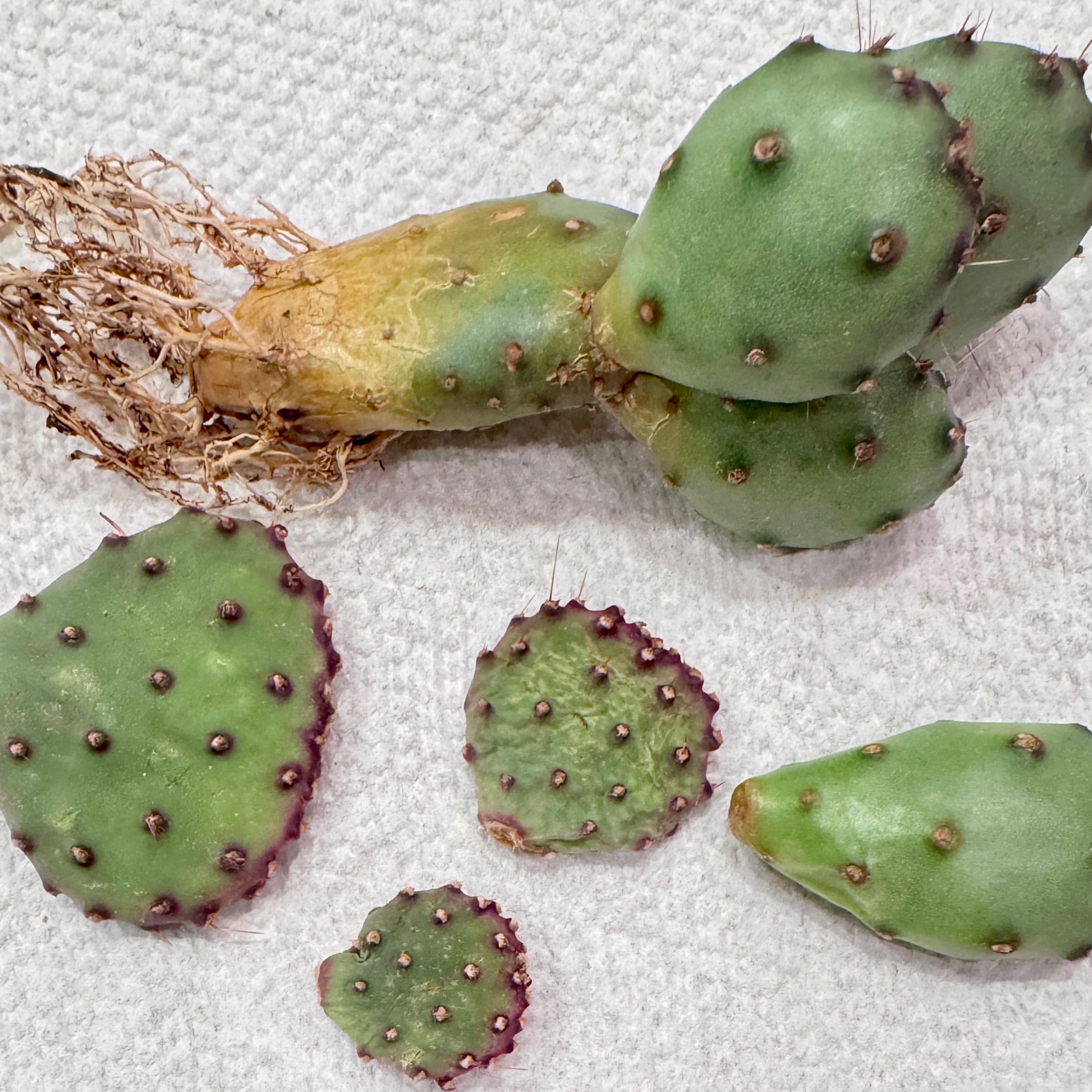 Photo of the plant species Purple Prickly Pear by @RichJellycup named Prickly pear on Greg, the plant care app