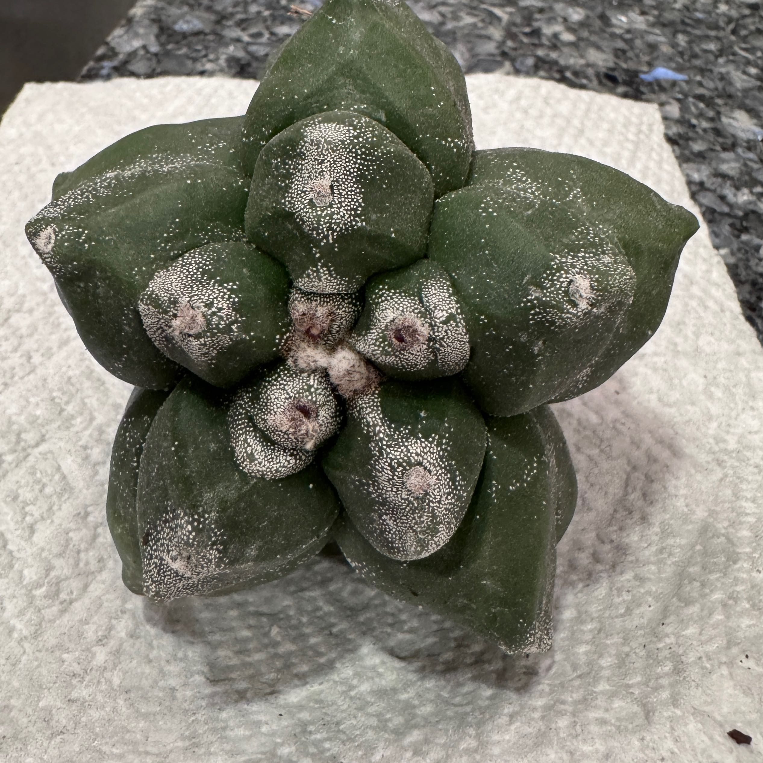 Photo of the plant species Astrophytum myriostigma var. nudum by @RichJellycup named Bishop’s cap on Greg, the plant care app
