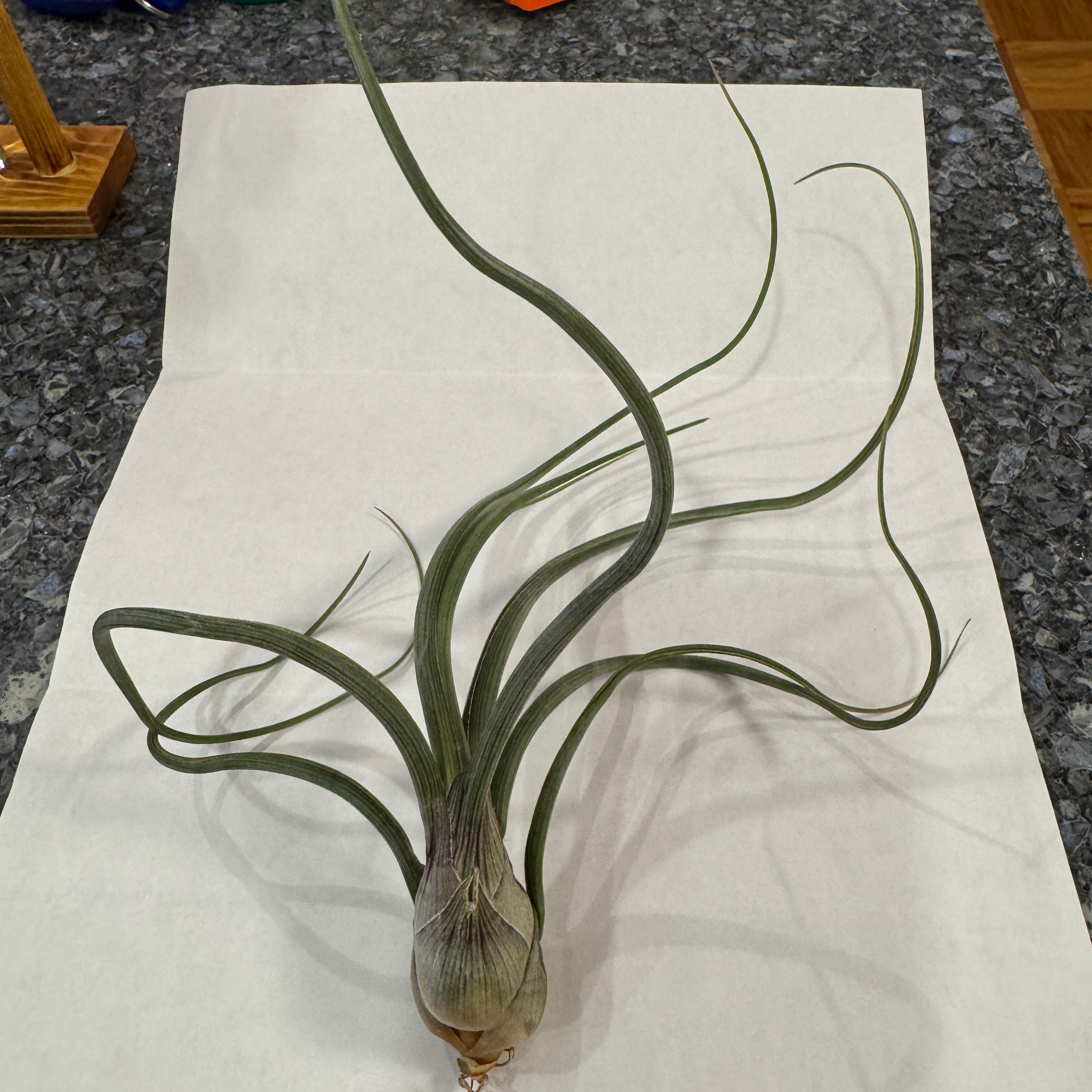 Photo of the plant species Pseudobaileyi Air Plant by @RichJellycup named Pseudo on Greg, the plant care app