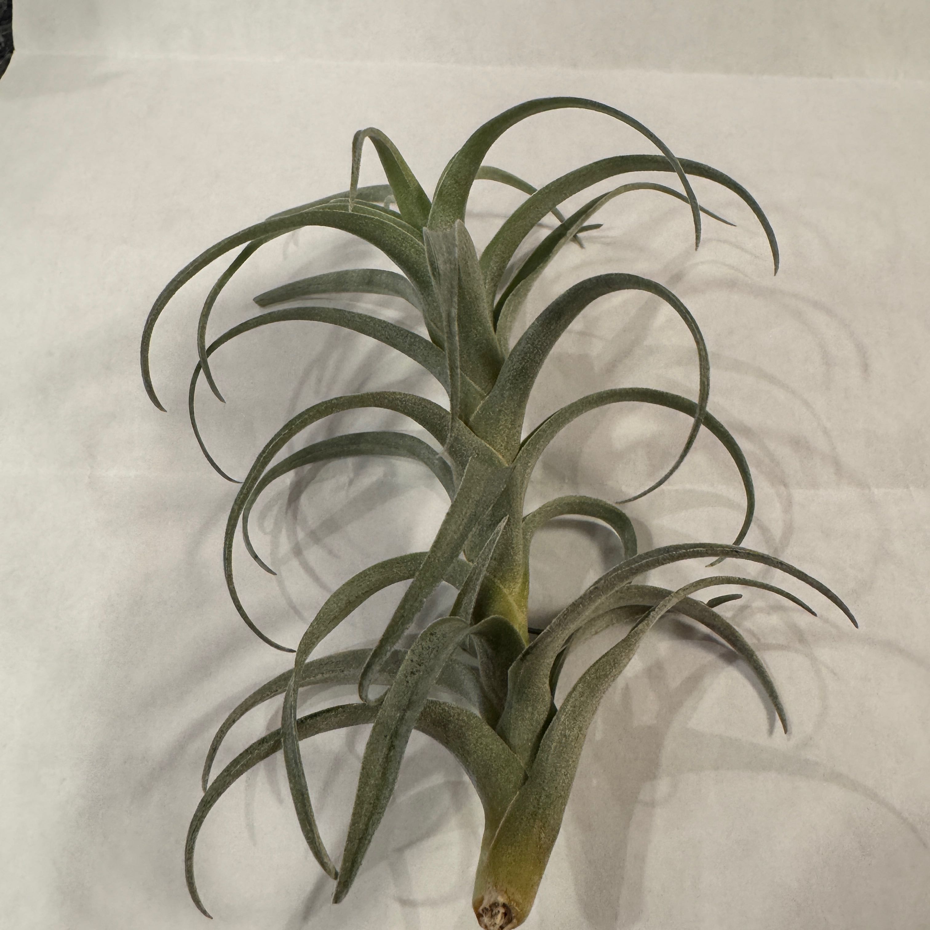 Photo of the plant species Tillandsia Nana by @RichJellycup named Nana on Greg, the plant care app