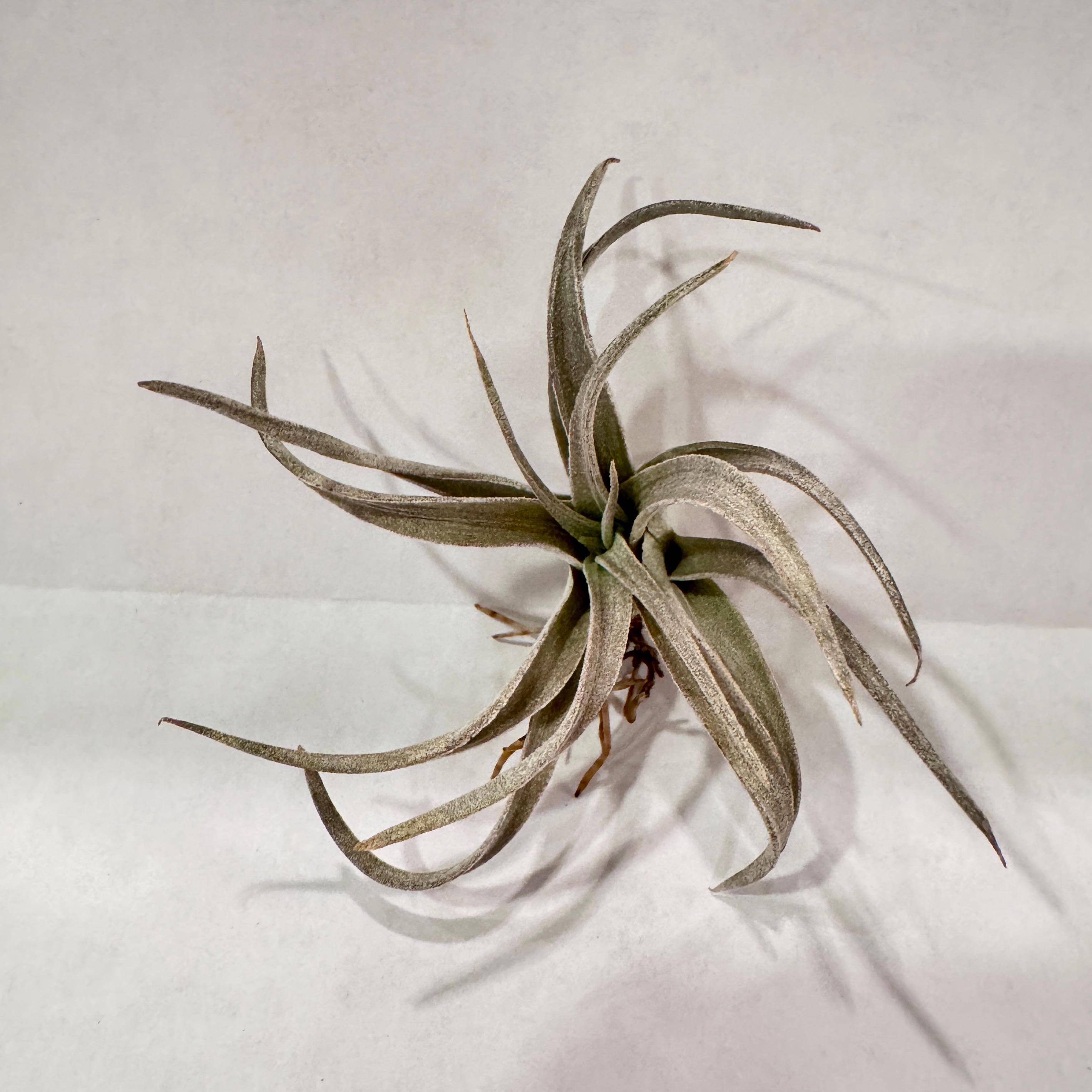 Photo of the plant species Chiapensis Air Plant by @RichJellycup named Chiapensis on Greg, the plant care app