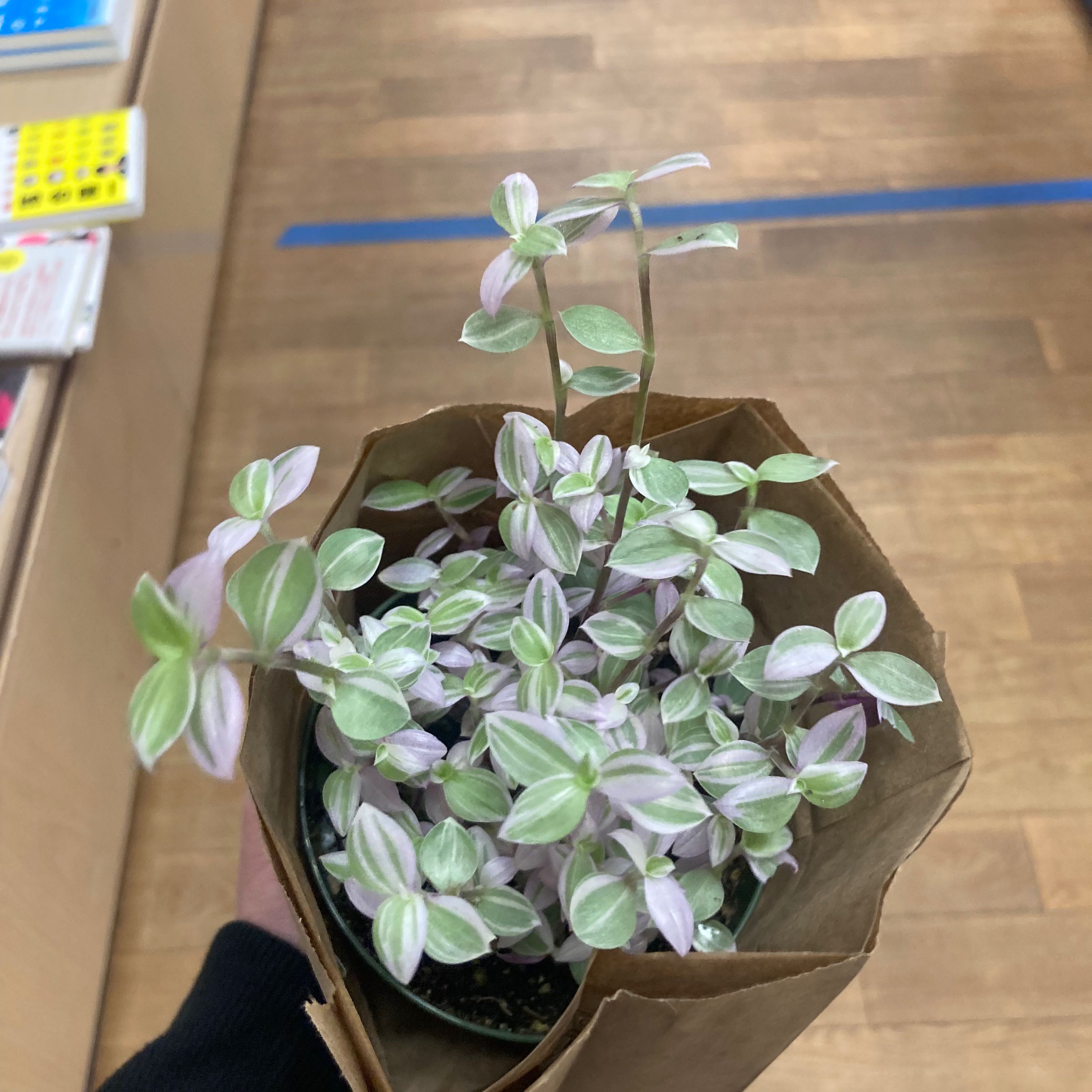 Pink Panther Tradescantia plant with variegated green and pink leaves in a brown paper bag.