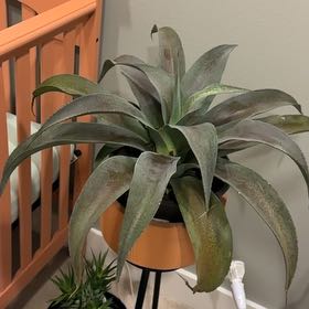 Photo of the plant species Mangave 'Aztec King' by @BeautifulMum named Achilles on Greg, the plant care app