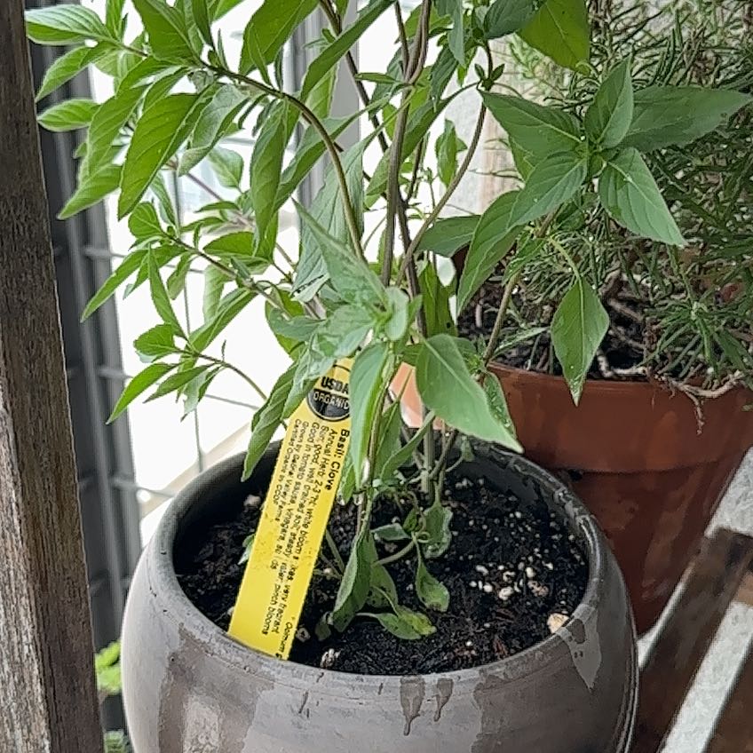 Photo of the plant species Tulsi Kapoor (Holy Basil) by @BeautifulMum named Sir Plancelot on Greg, the plant care app