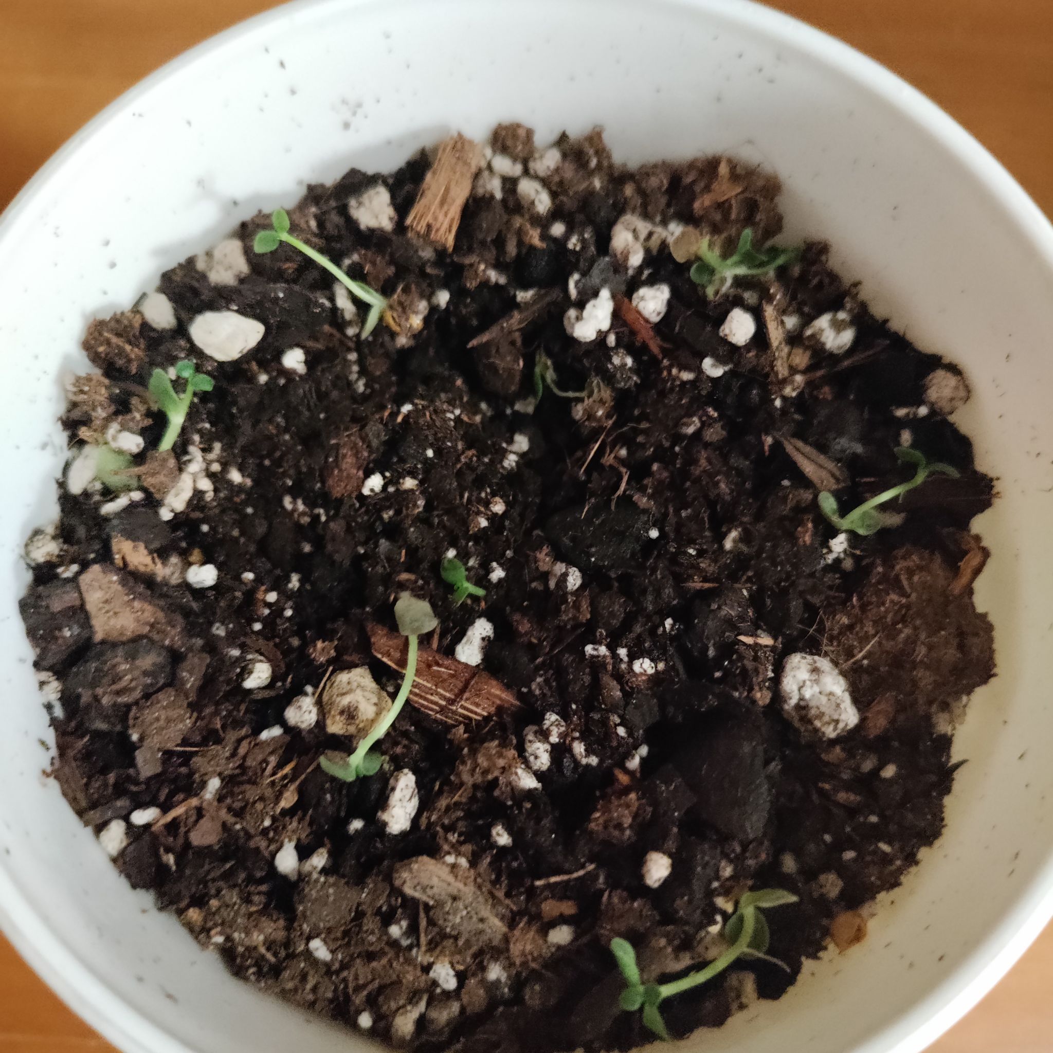 Photo of the plant species Mother of Millions by @ValuableKoa named Mother of Millions Babies on Greg, the plant care app
