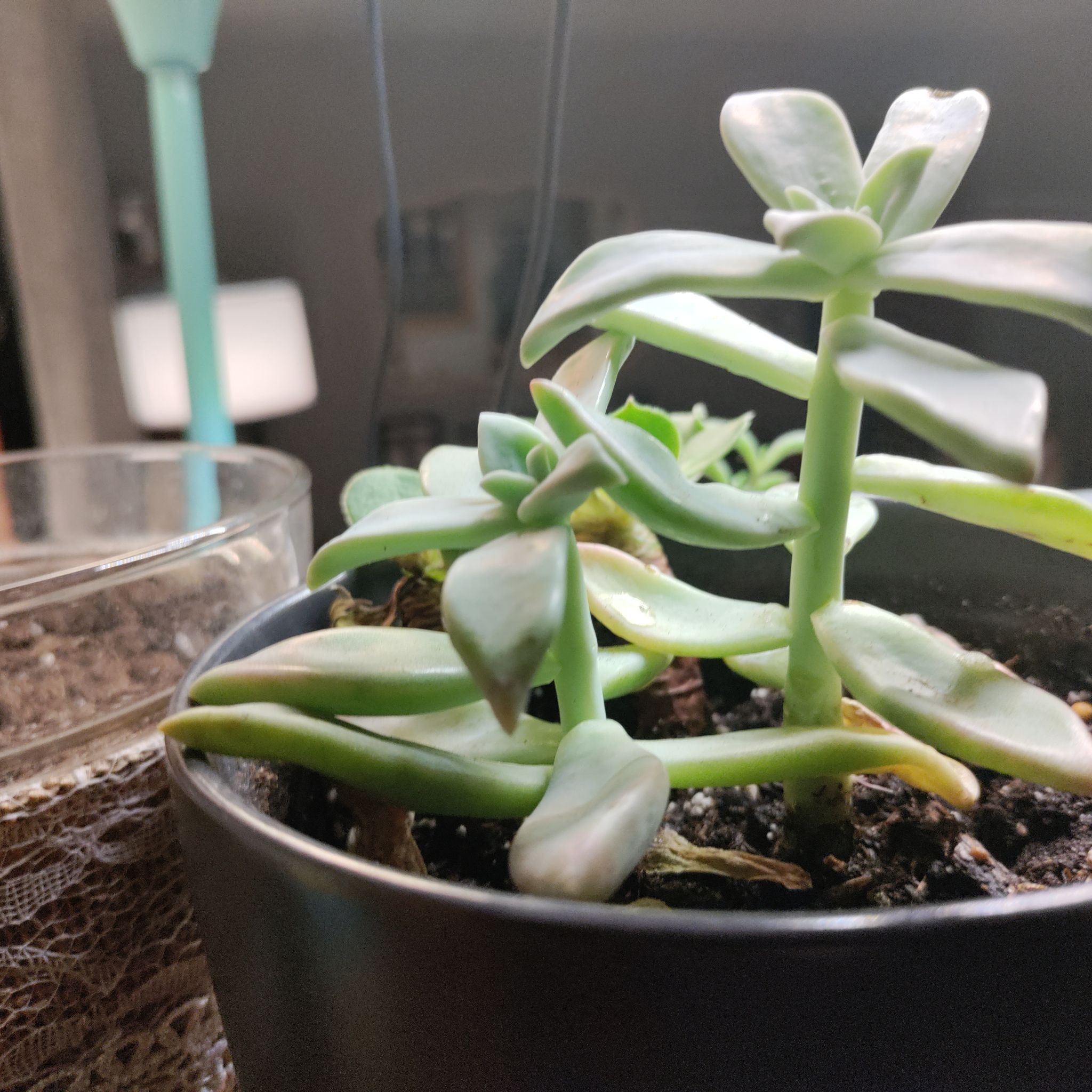 Photo of the plant species Graptopetalum 'Purple Haze' by @ValuableKoa named Purple Haze on Greg, the plant care app