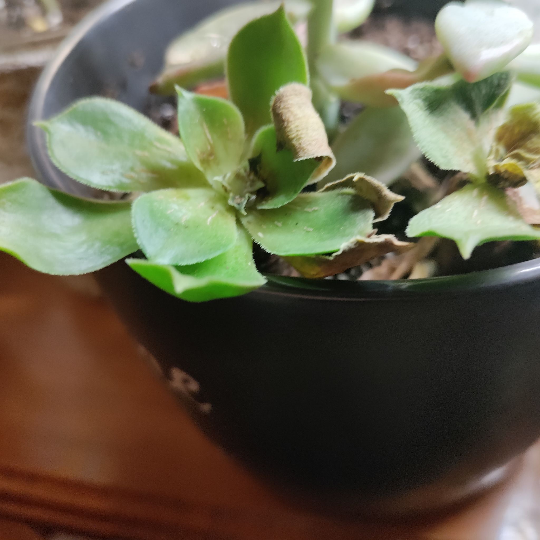 Photo of the plant species Aeonium 'Blushing Beauty' by @ValuableKoa named Blushing Aeonium on Greg, the plant care app