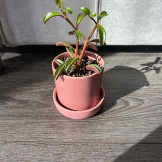 Peperomia graveolens 'Ruby Glow' plant in Somewhere on Earth