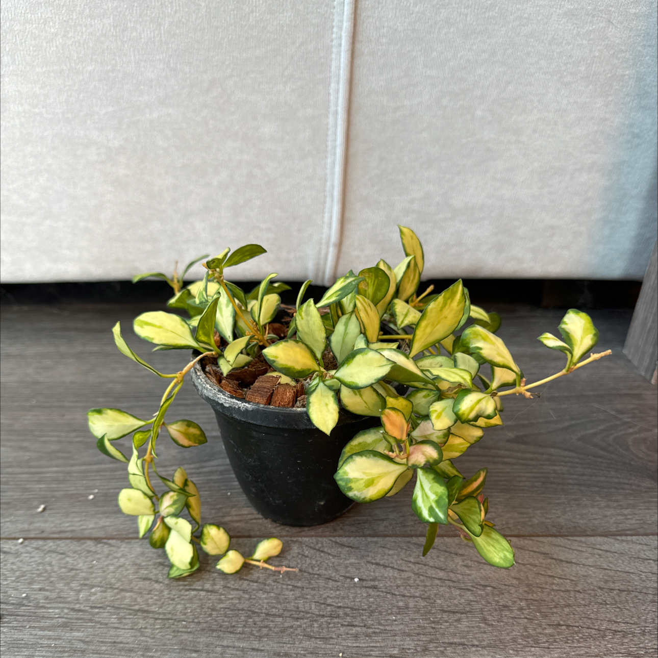 Hoya heuschkeliana variegata plant in a black pot with variegated green and yellow leaves.